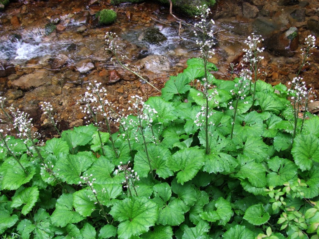 Petasites kablikianus