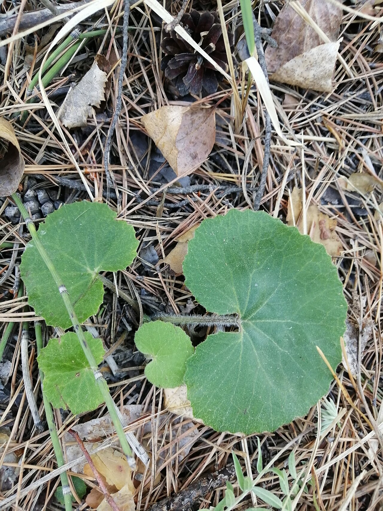 Petasites rubellus
