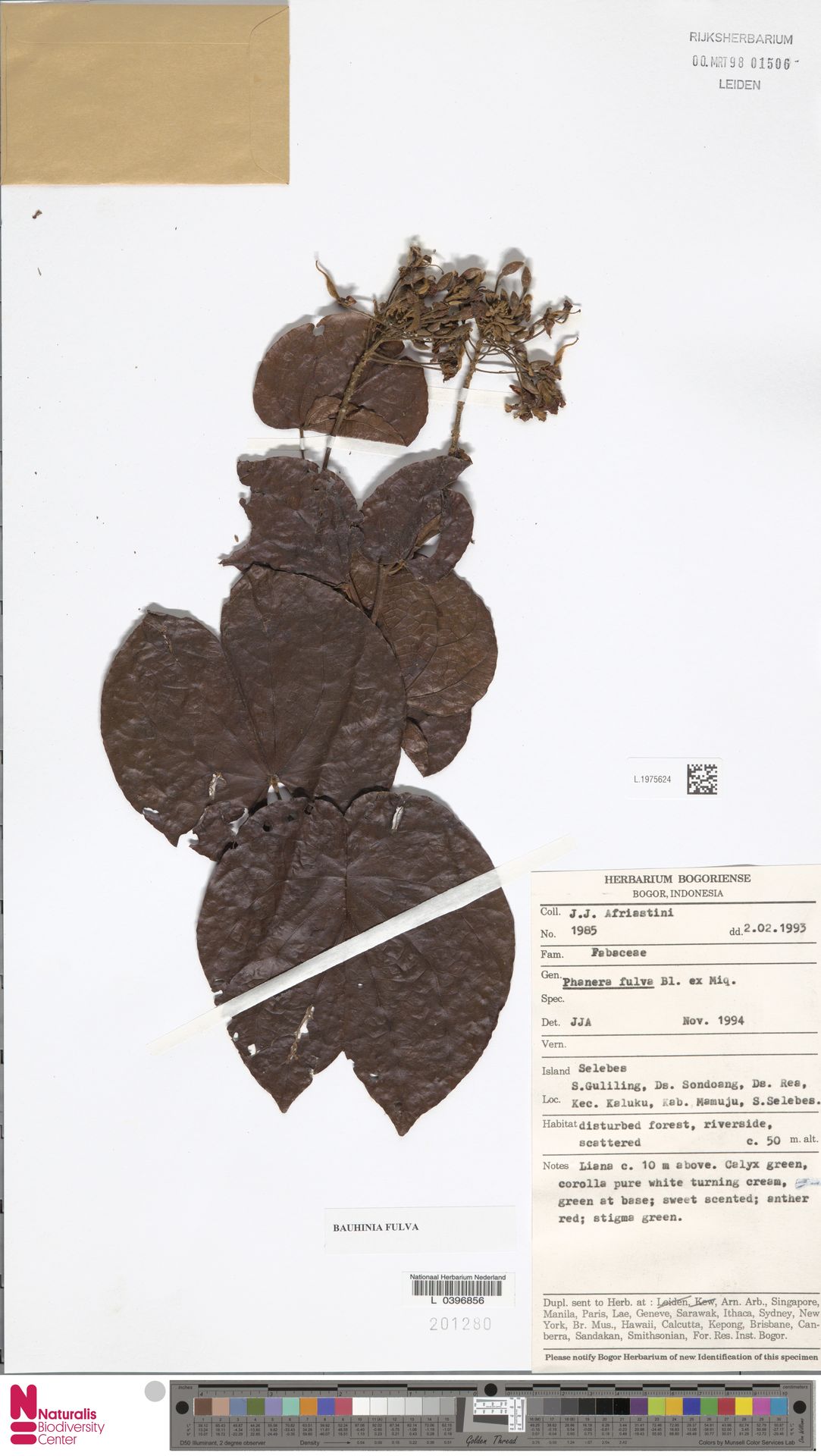 Phanera fulva