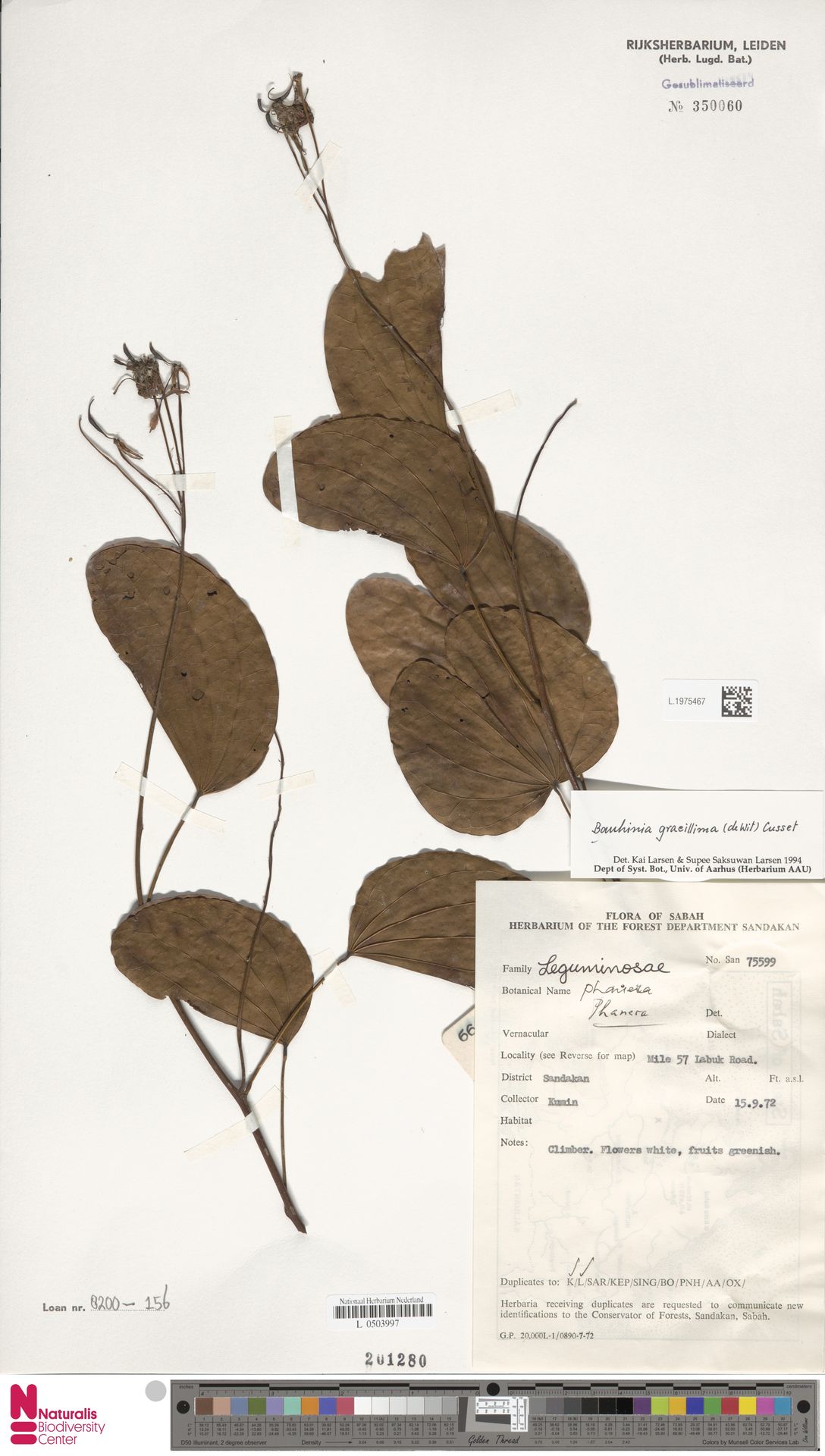 Phanera gracillima