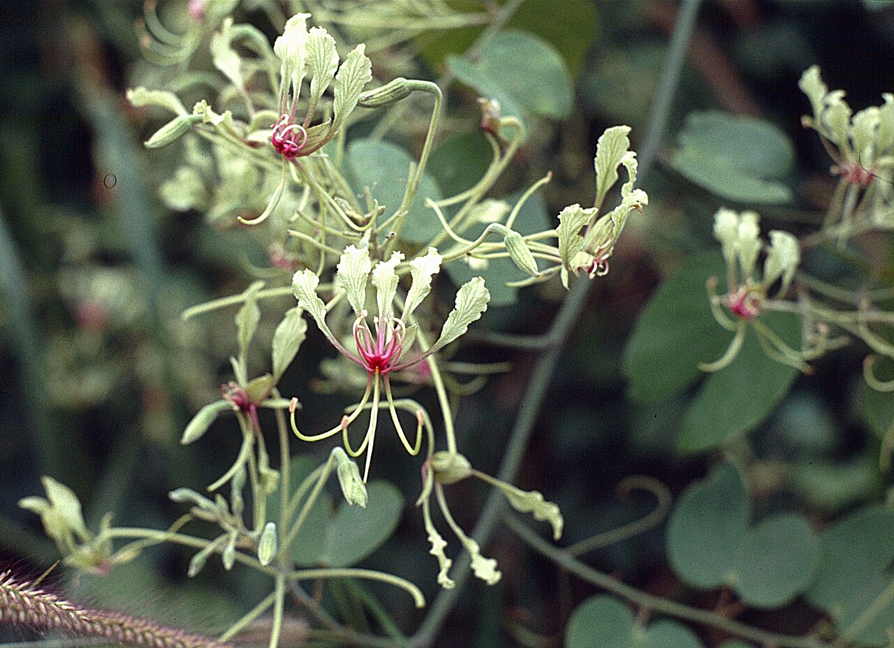 Phanera similis