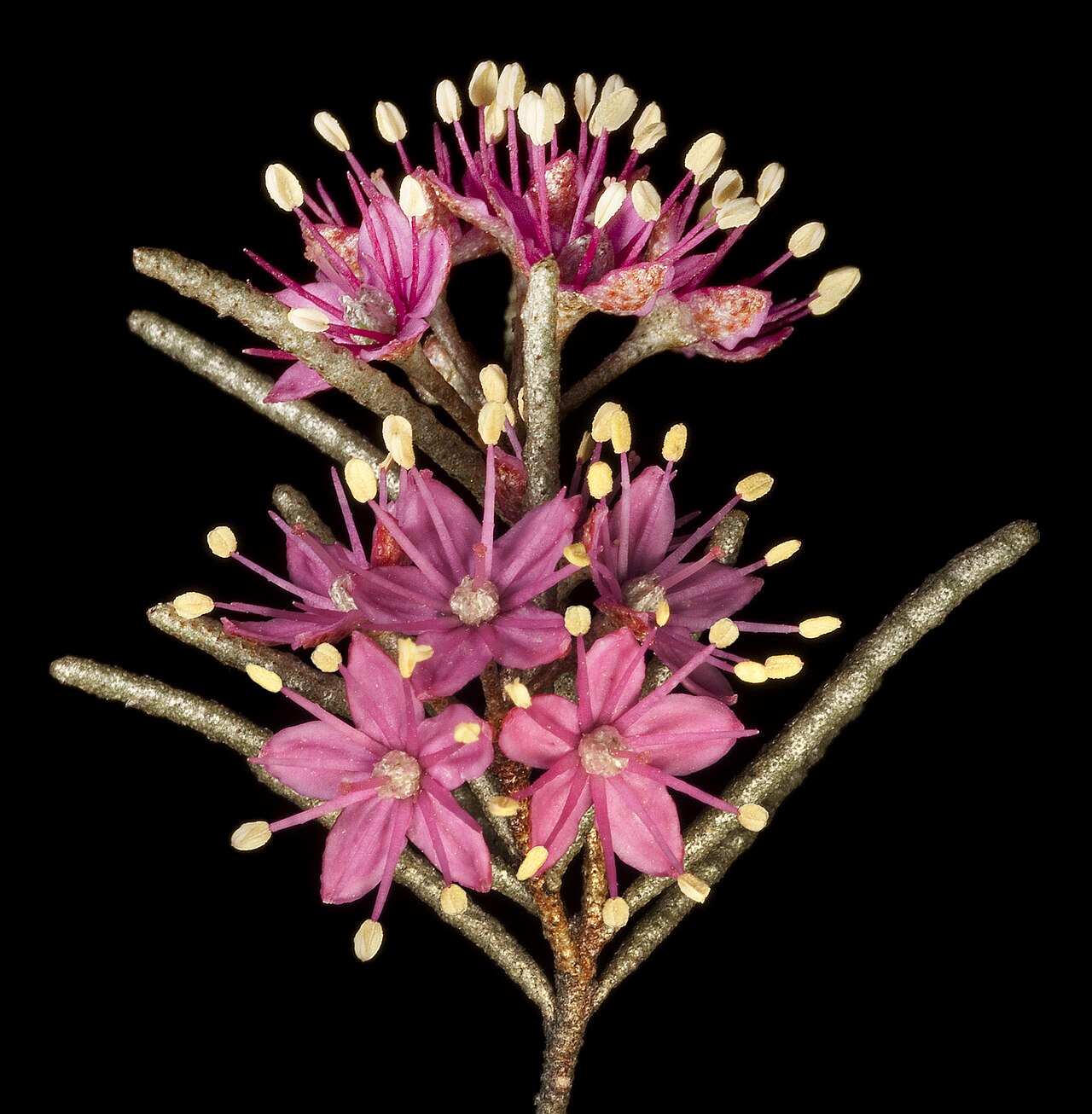 Phebalium canaliculatum