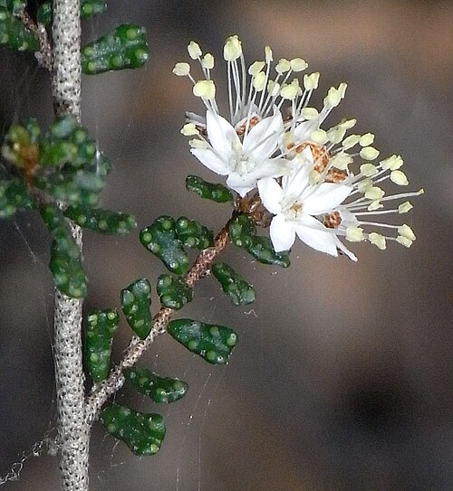 Phebalium festivum