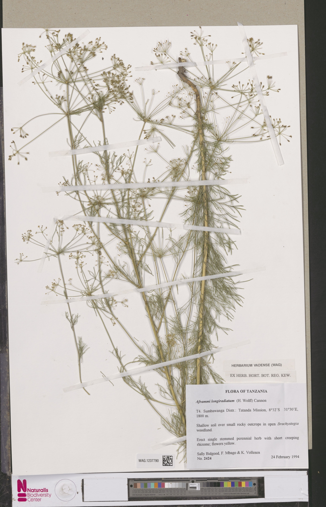 Physotrichia longiradiatum