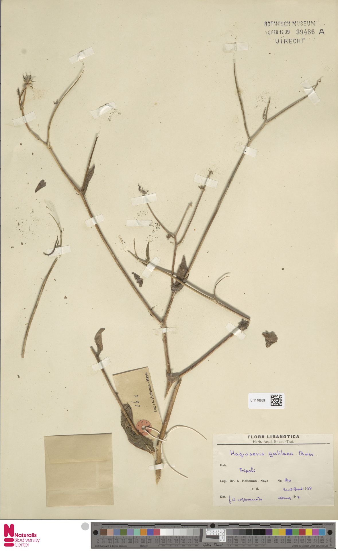Picris galilaea