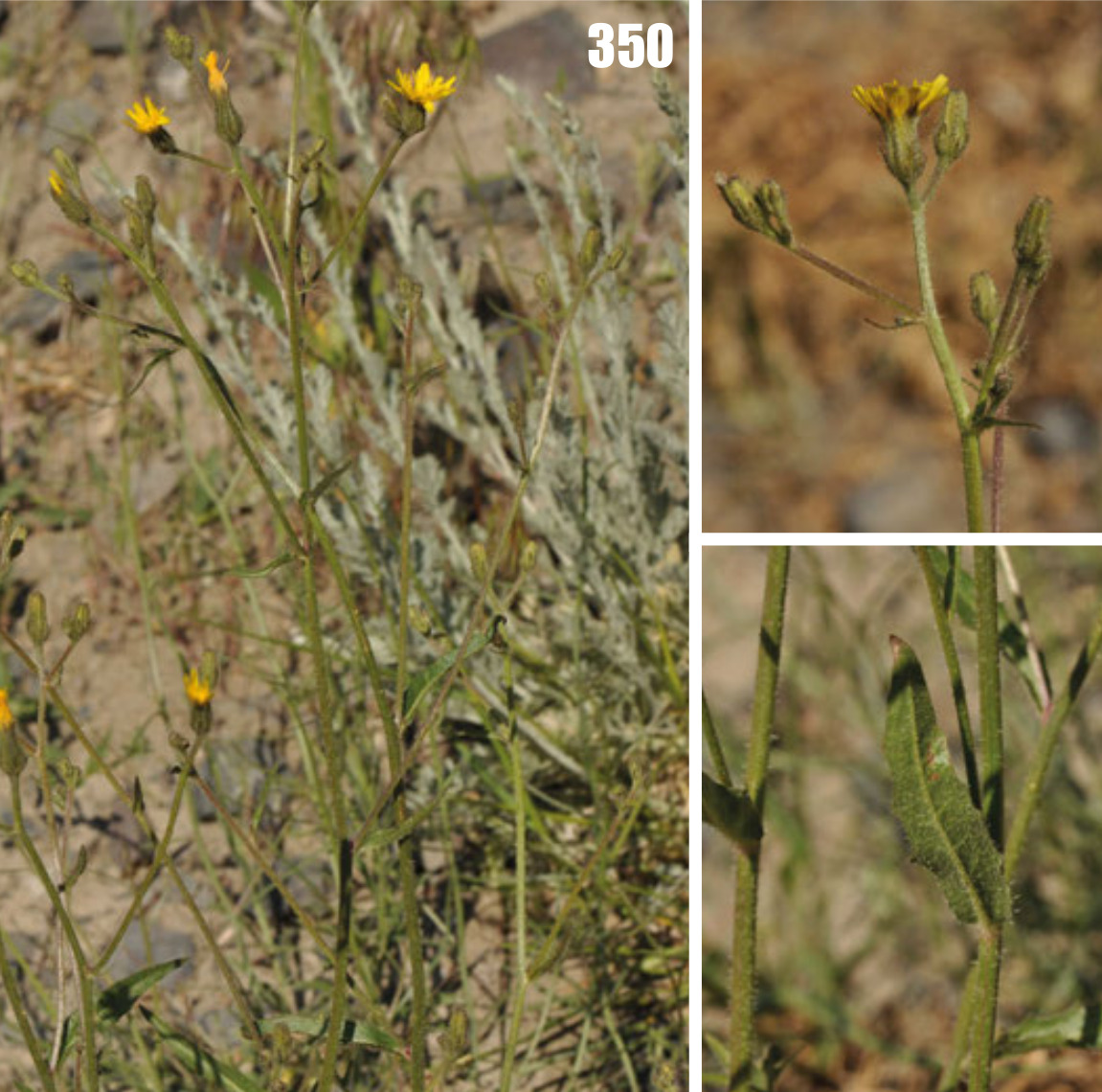 Picris nuristanica