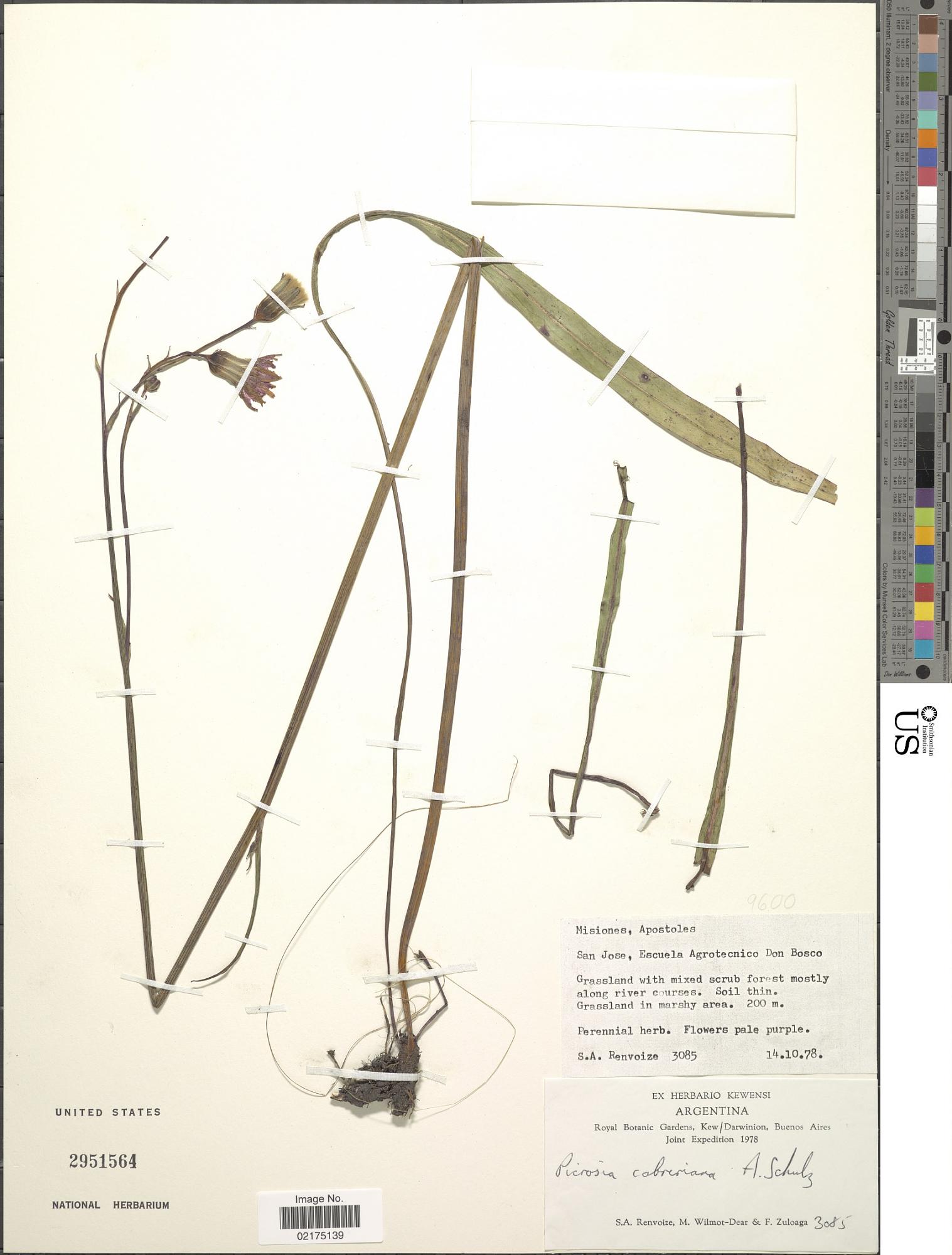 Picrosia cabreriana