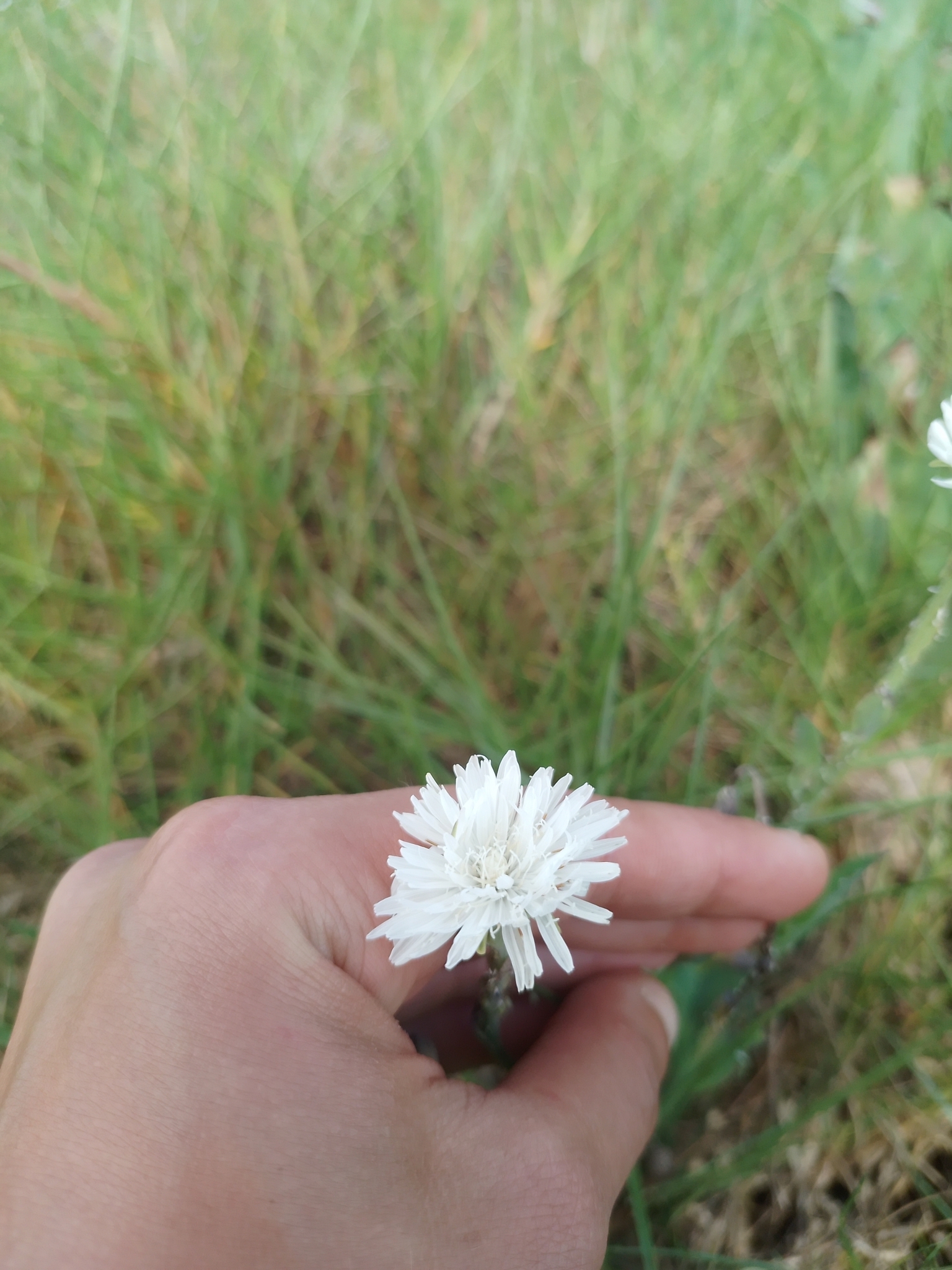 Picrosia longifolia