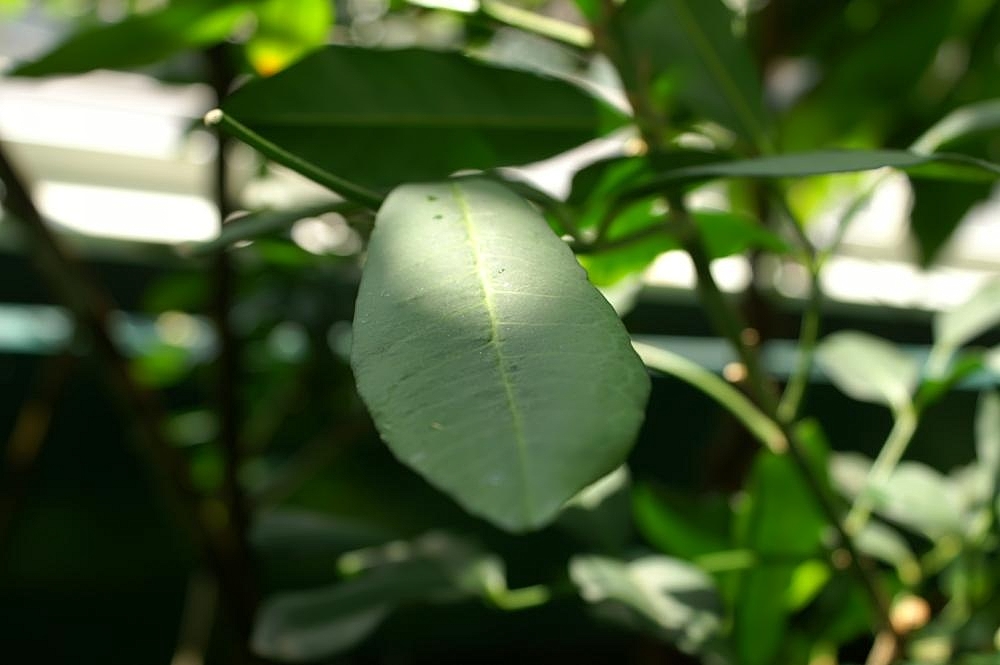 Pilocarpus jaborandi