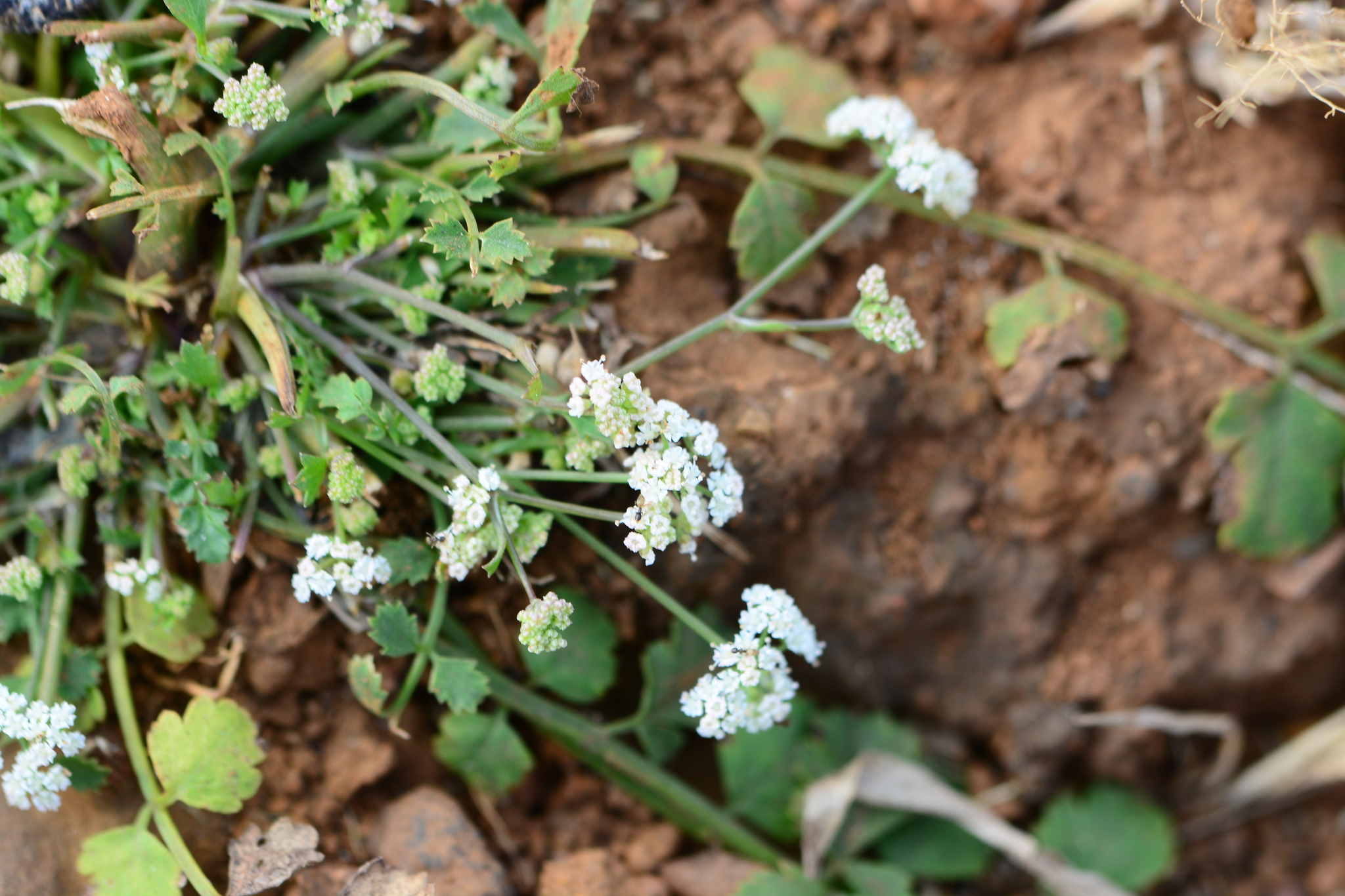Pimpinella adscendens