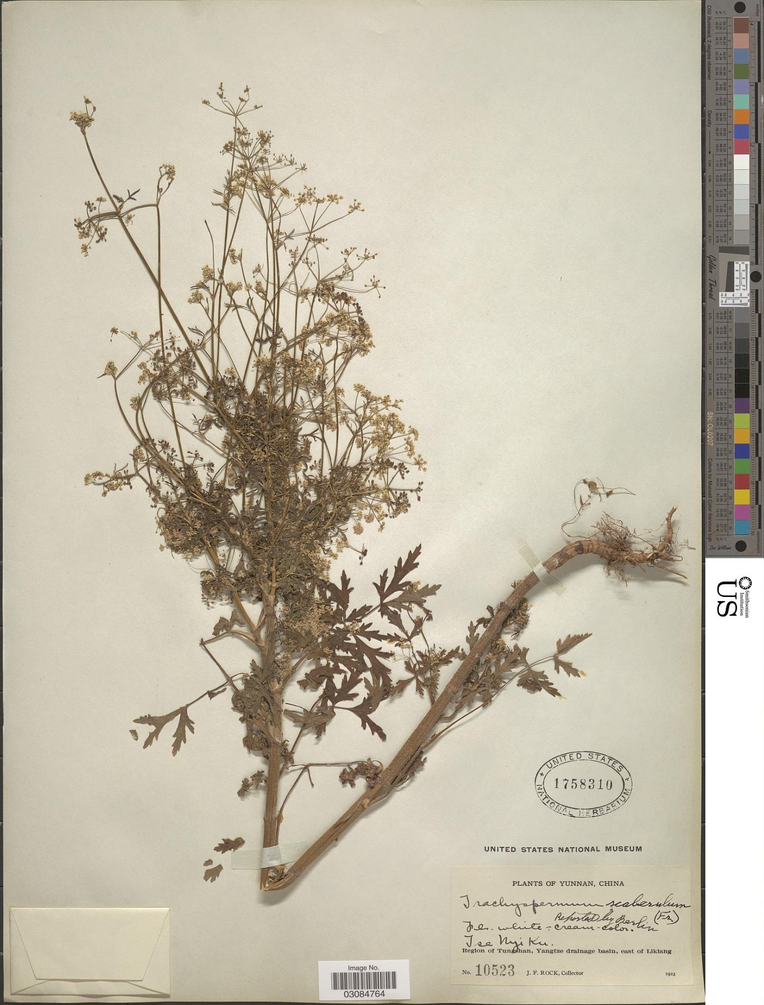 Pimpinella scaberula