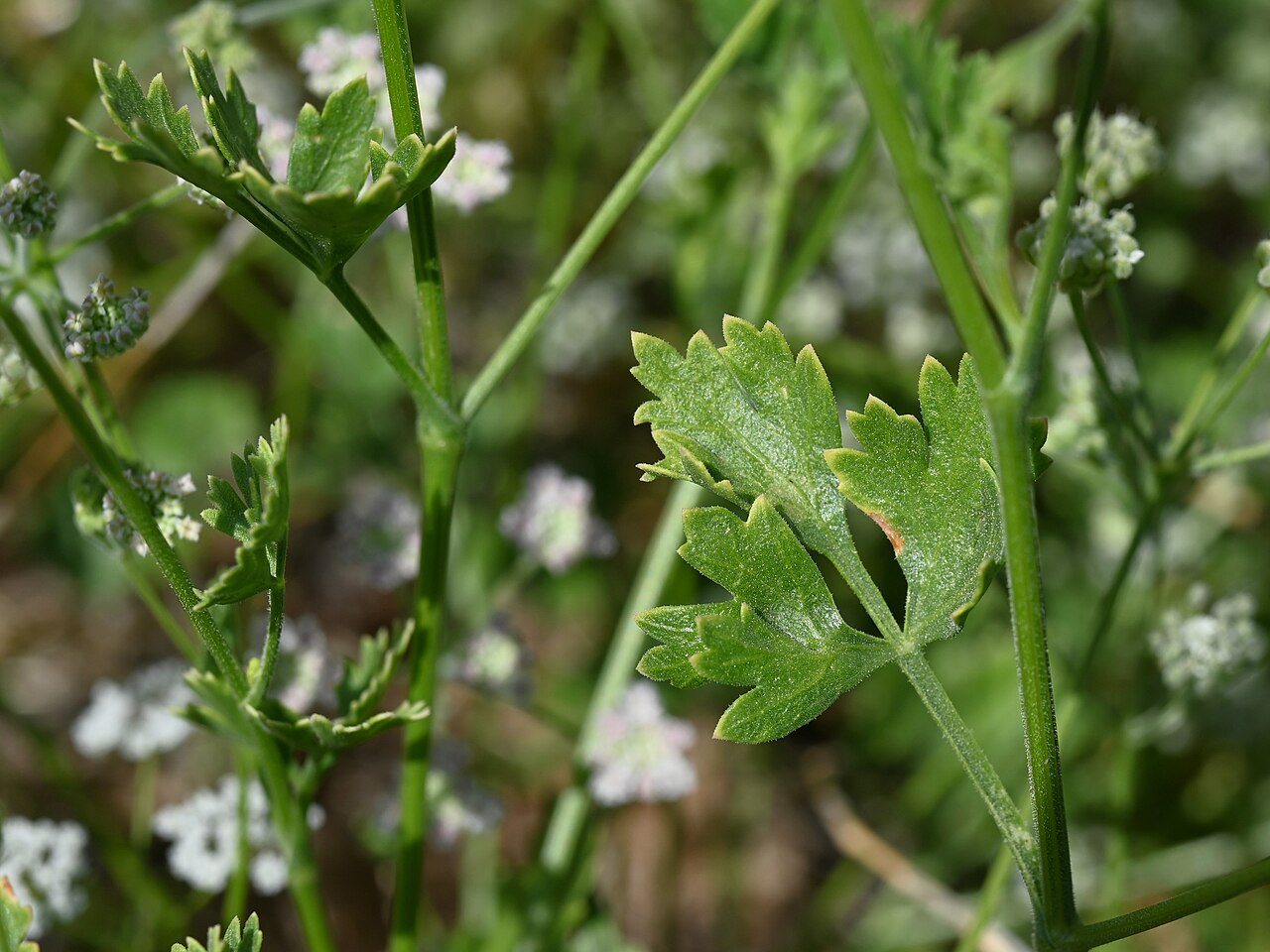 Pimpinella schweinfurthii