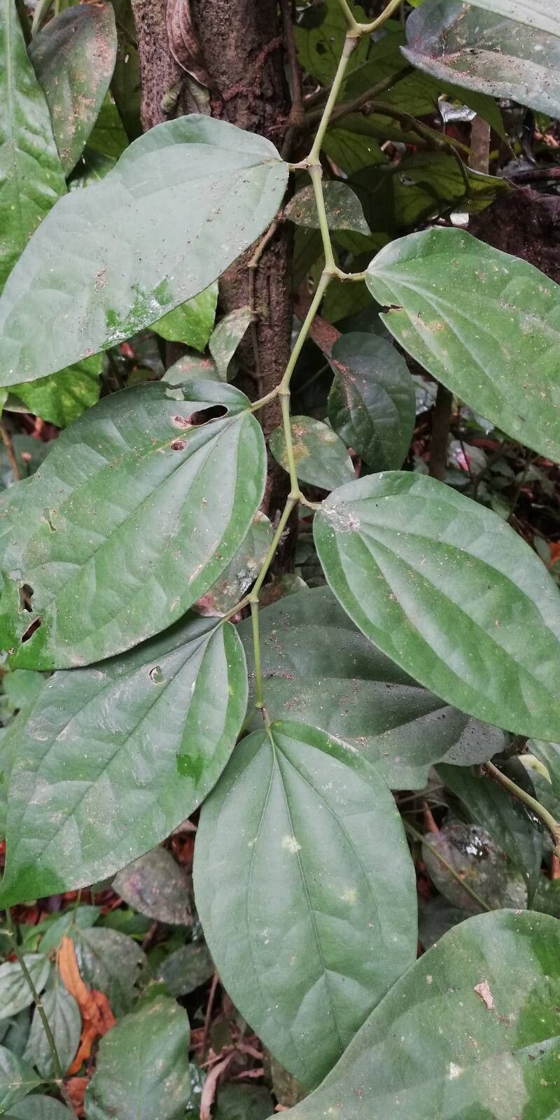 Piper clusii