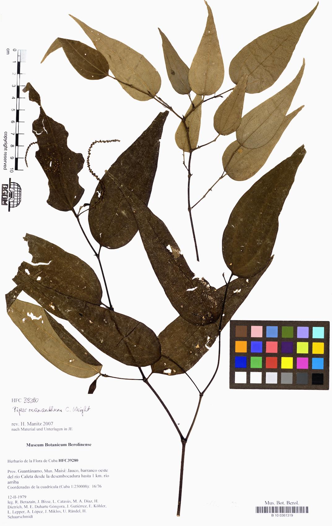 Piper mananthum