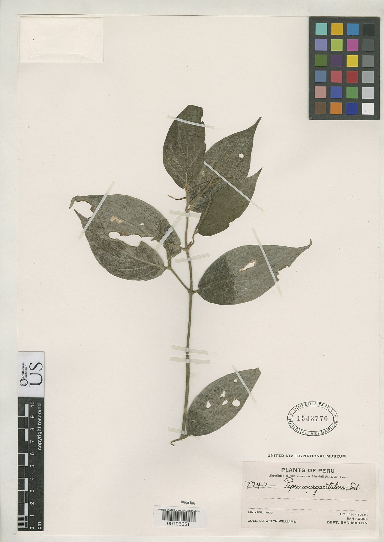 Piper margaritatum
