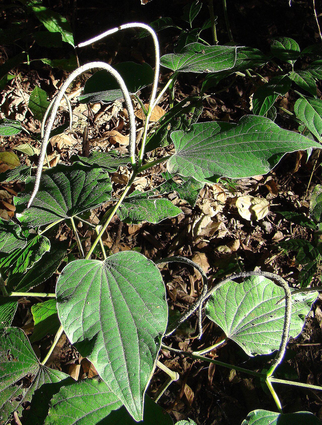 Piper marginatum