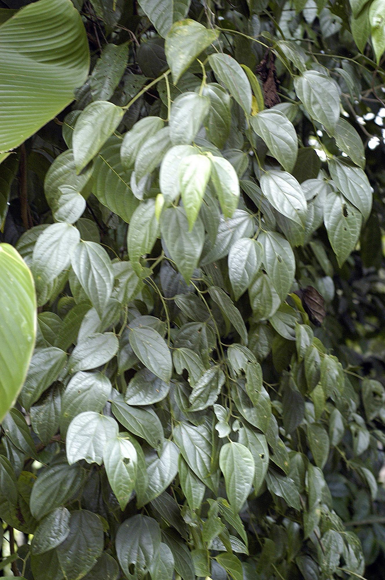Piper multiplinervium