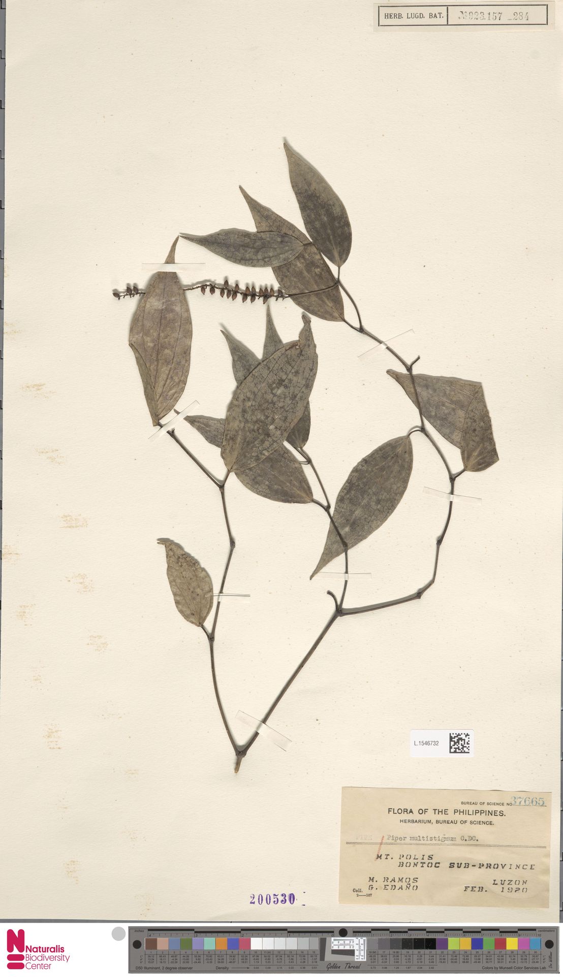 Piper multistigmum