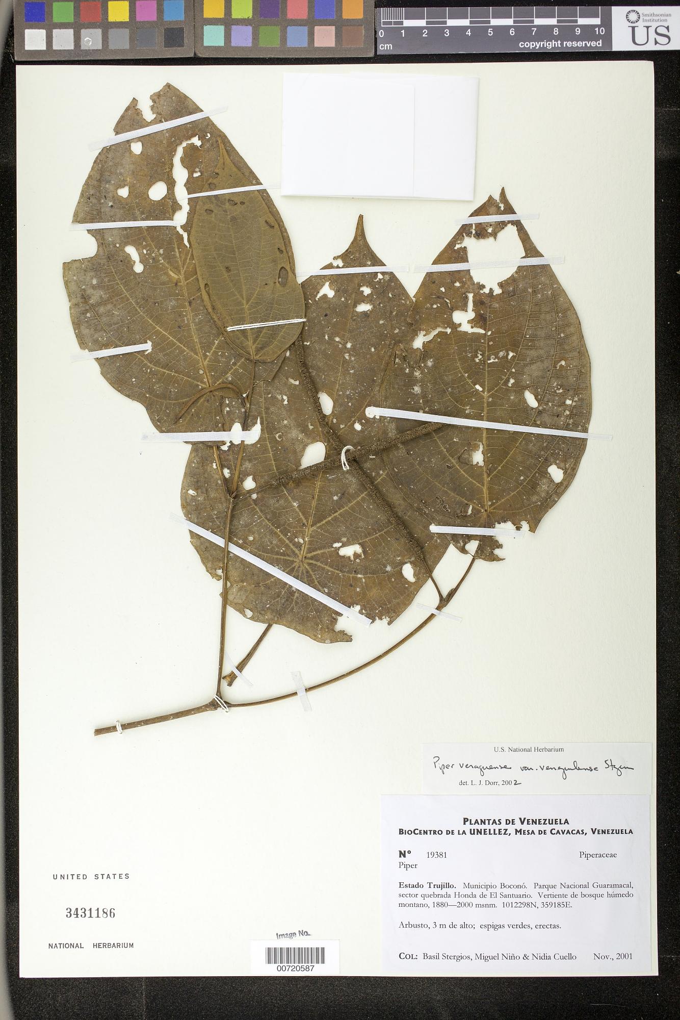 Piper mutisii