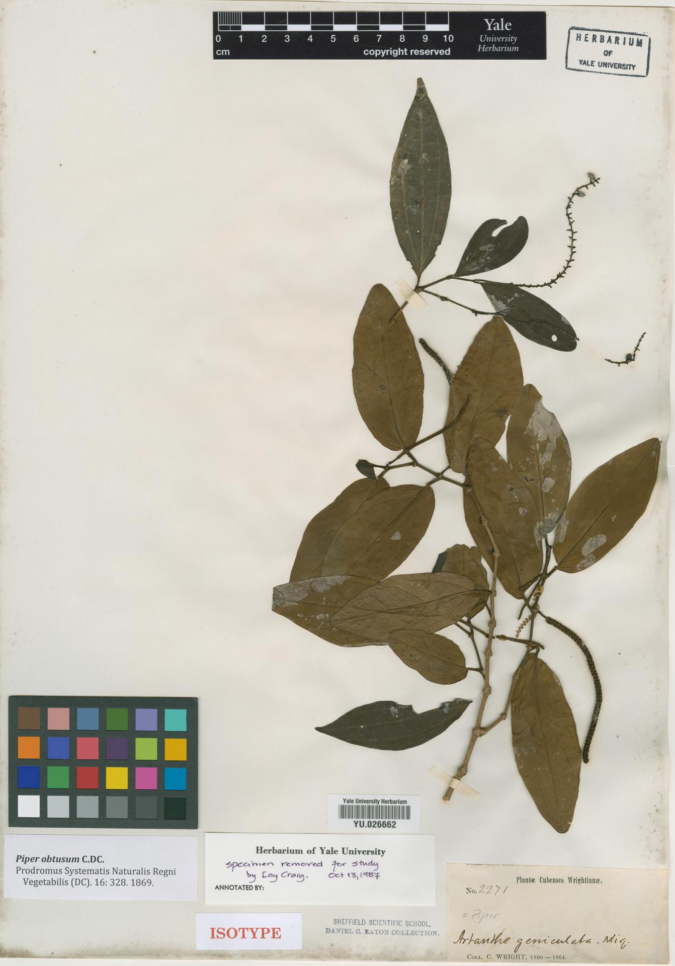 Piper obtusum