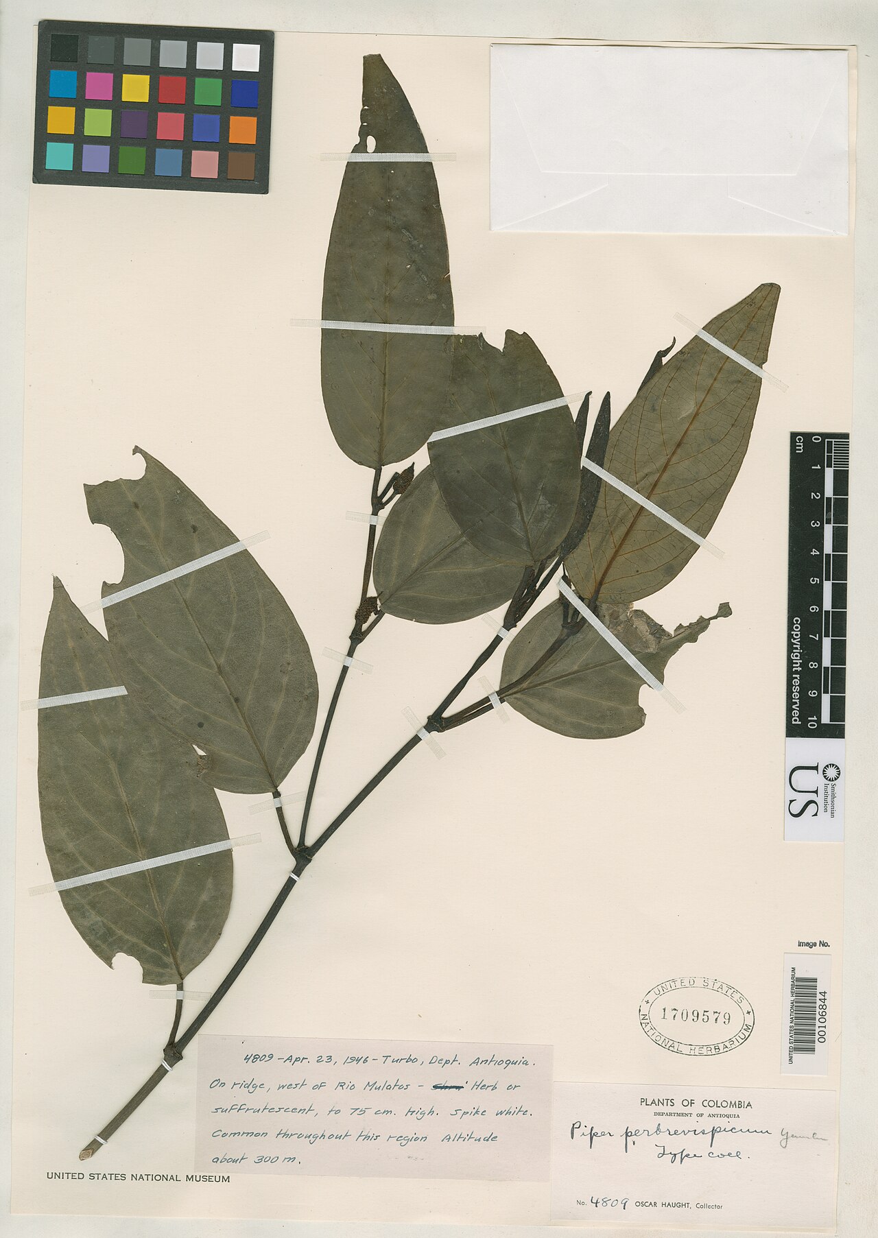 Piper perbrevispicum