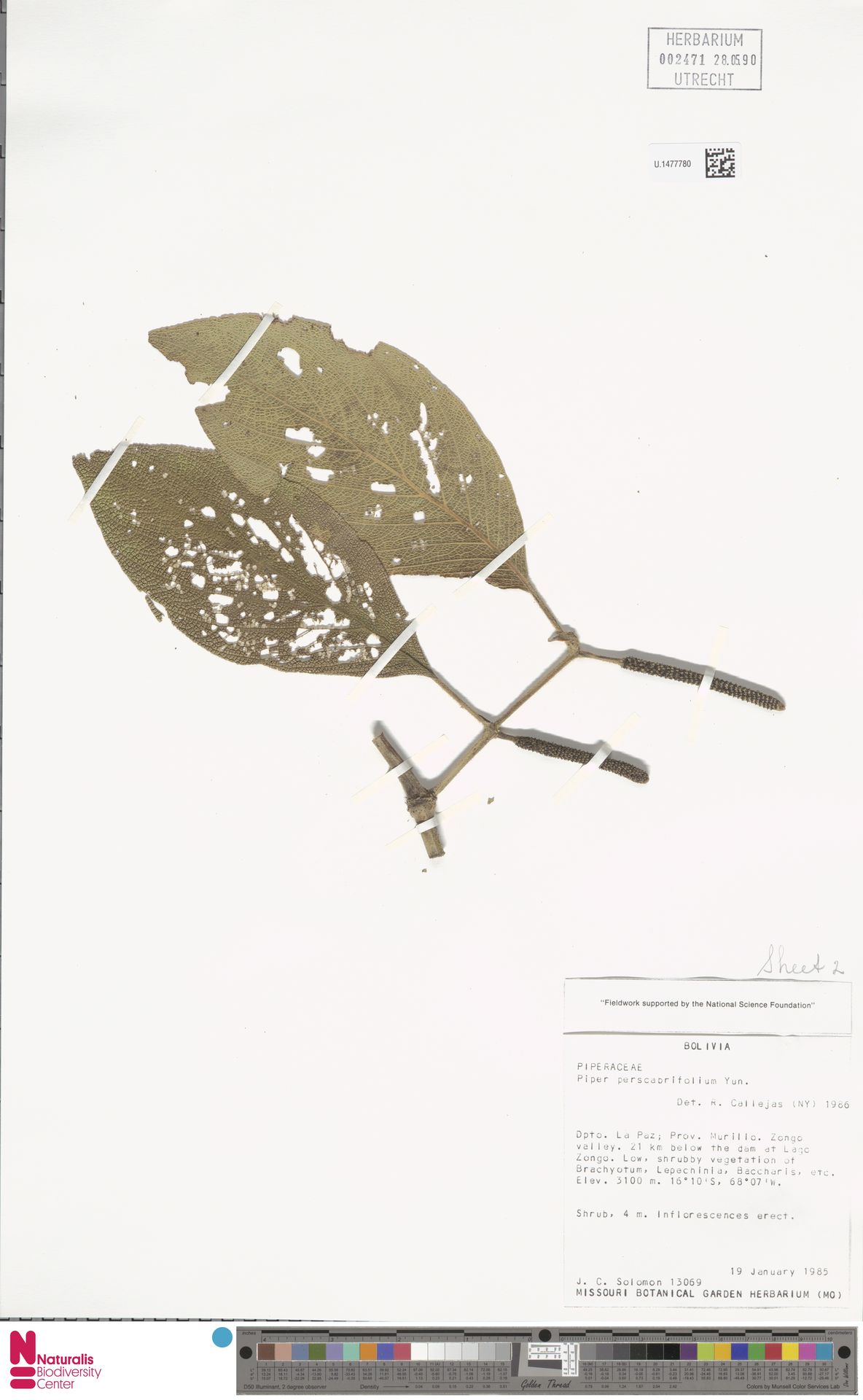 Piper perscabrifolium
