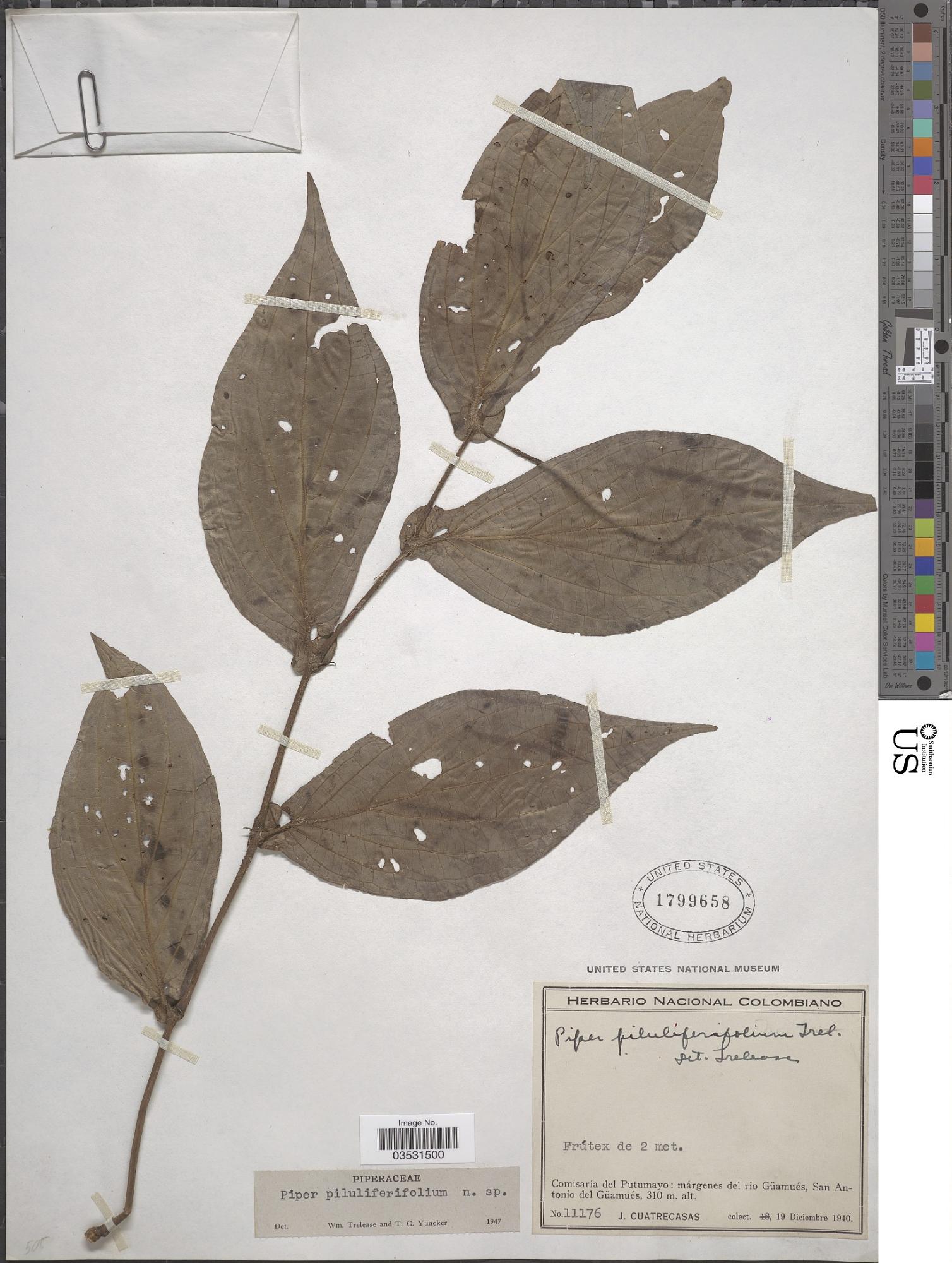 Piper piluliferifolium