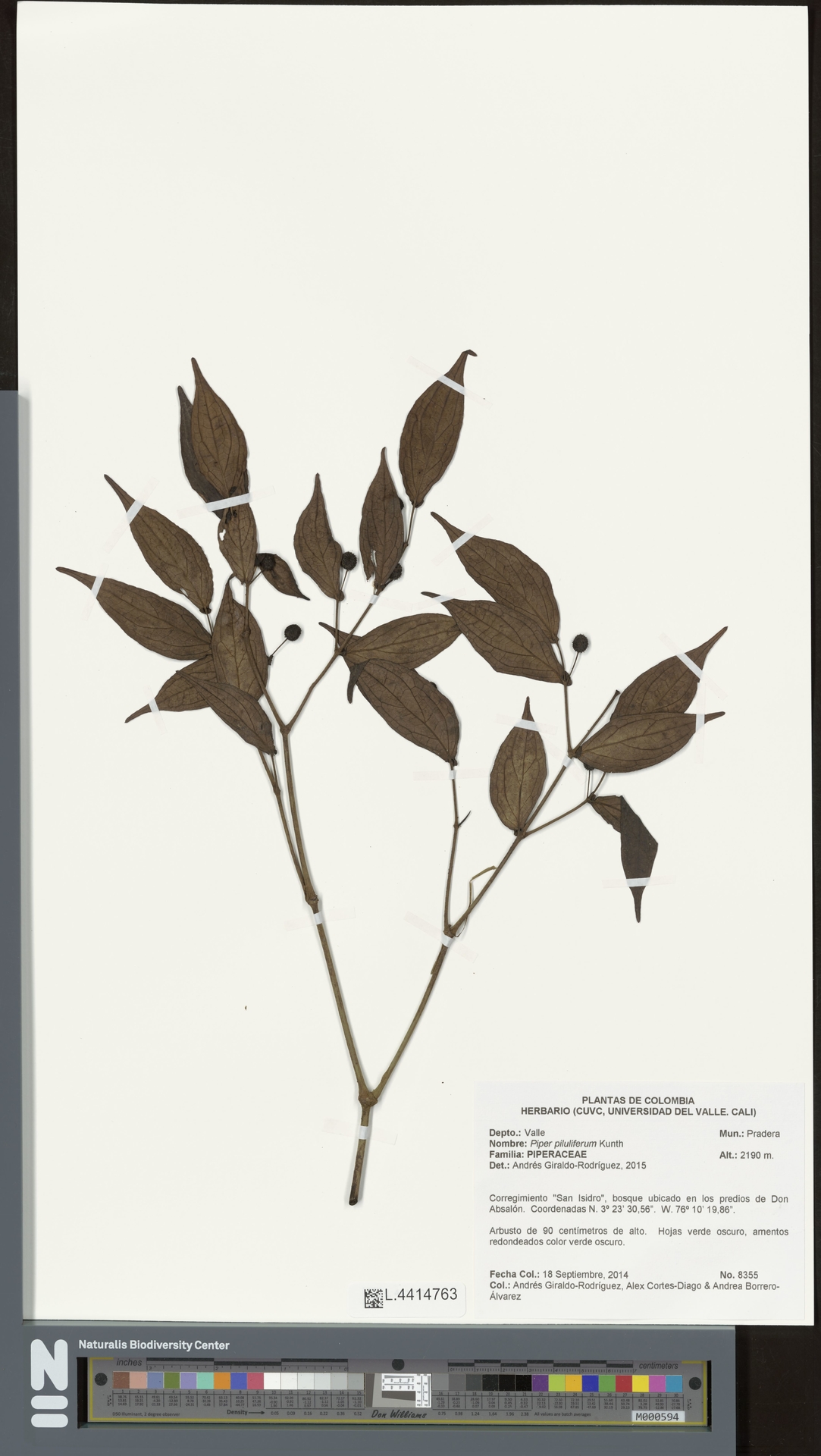 Piper piluliferum