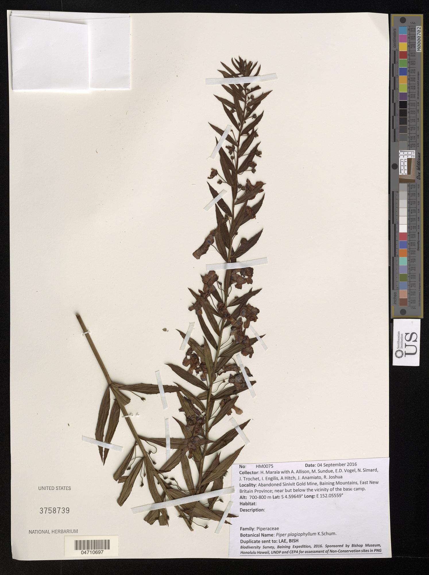 Piper plagiophyllum