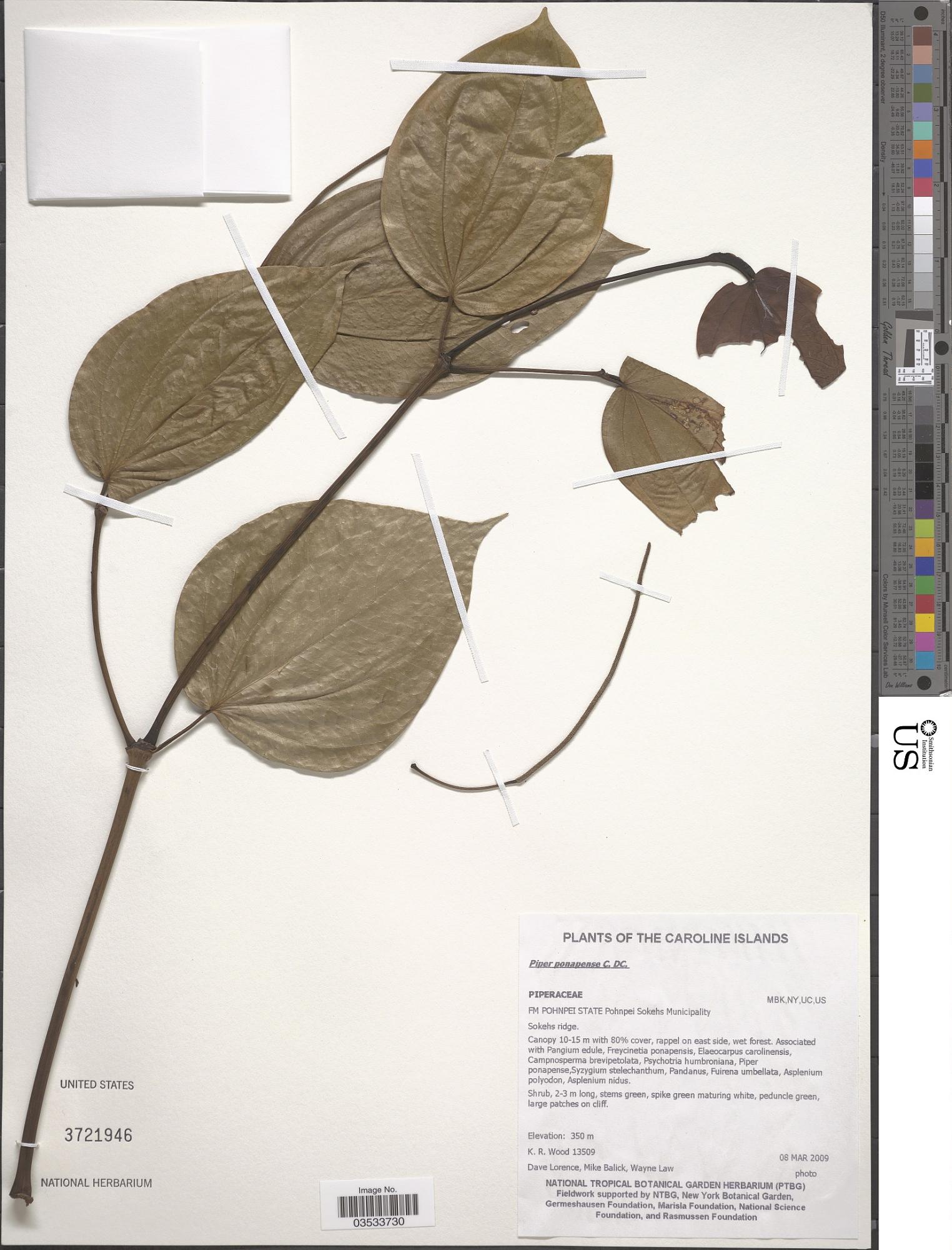 Piper ponapense