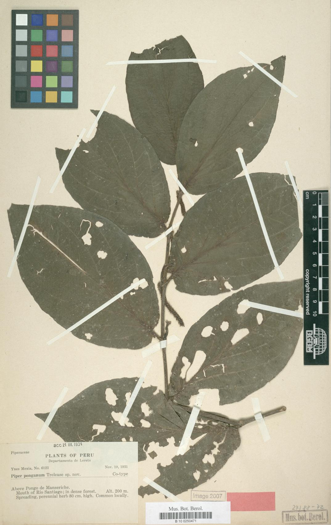 Piper ponganum