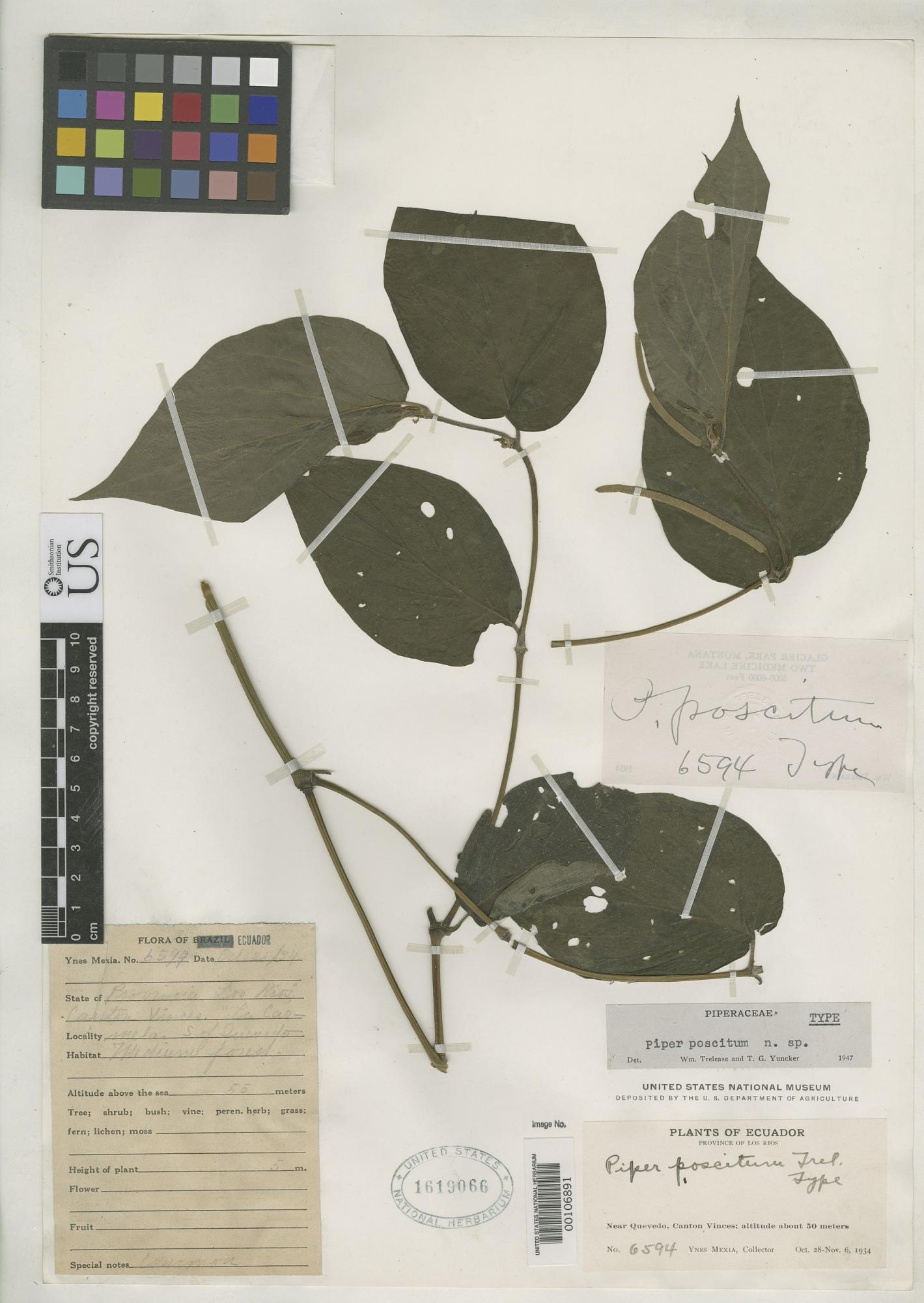 Piper poscitum