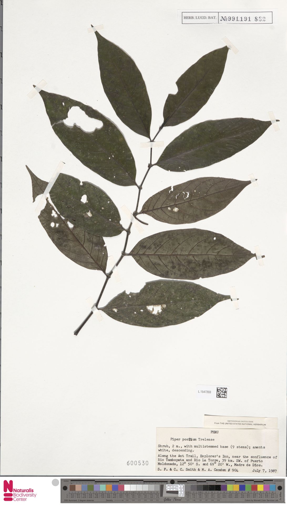 Piper positum