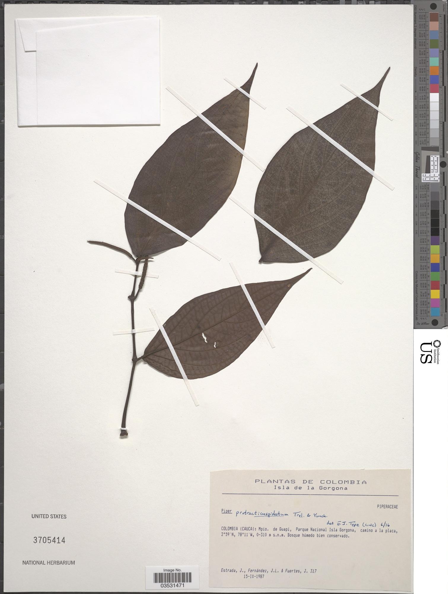 Piper protracticuspidatum