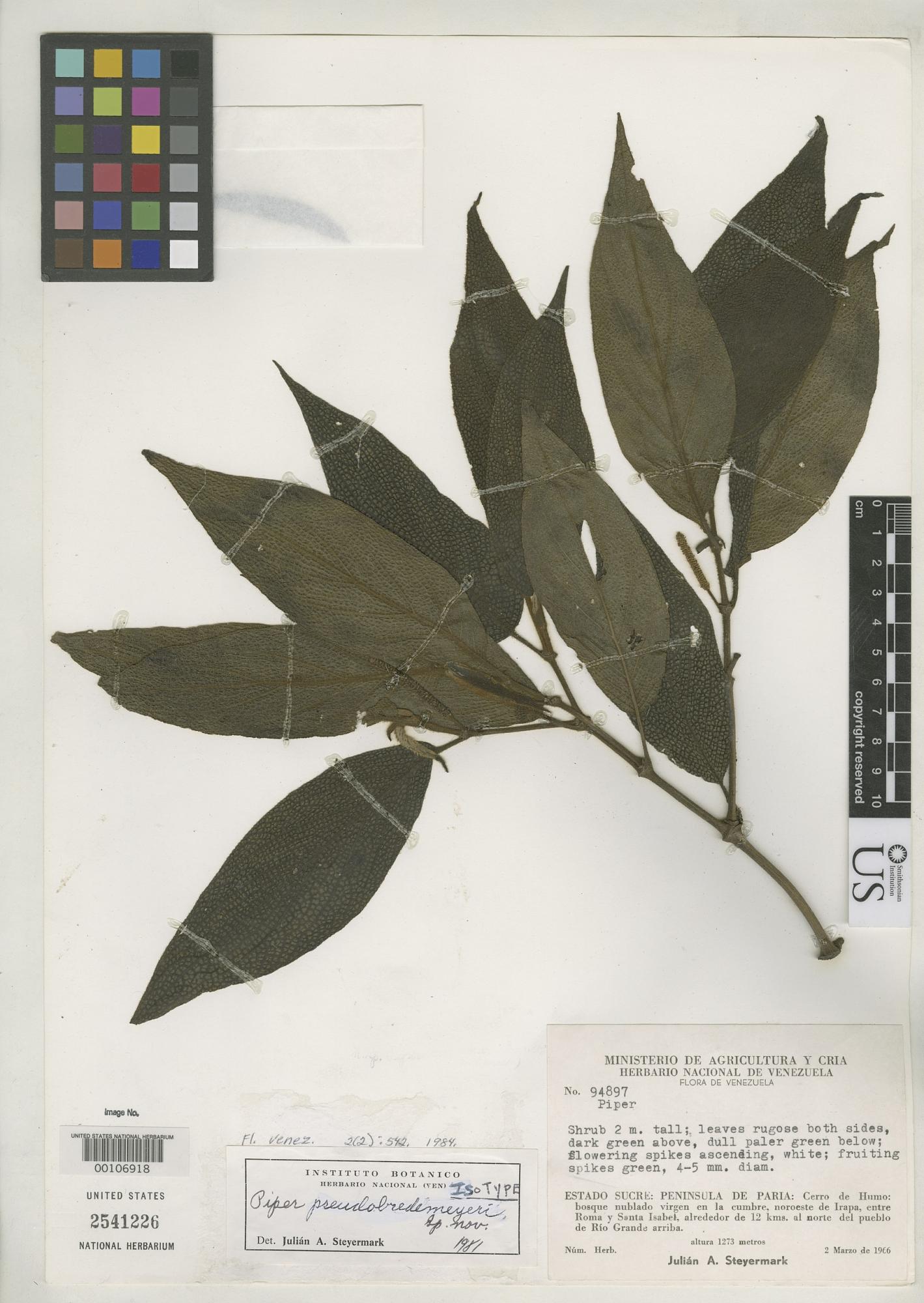 Piper pseudobredemeyeri