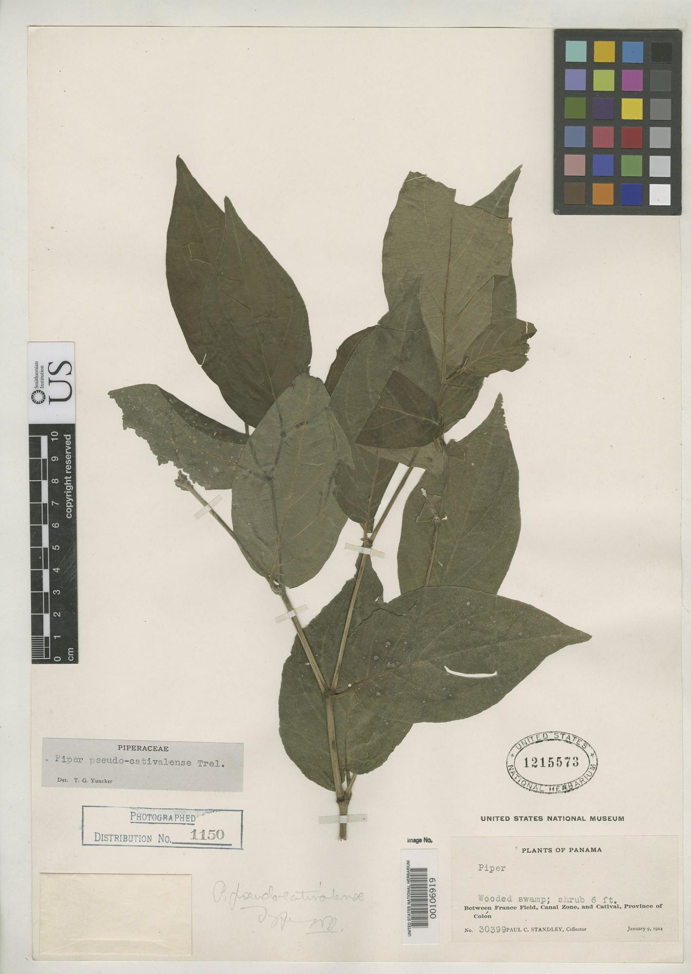Piper pseudocativalense