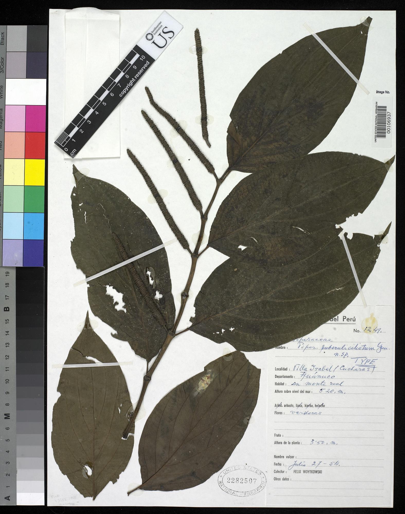 Piper puberuliciliatum