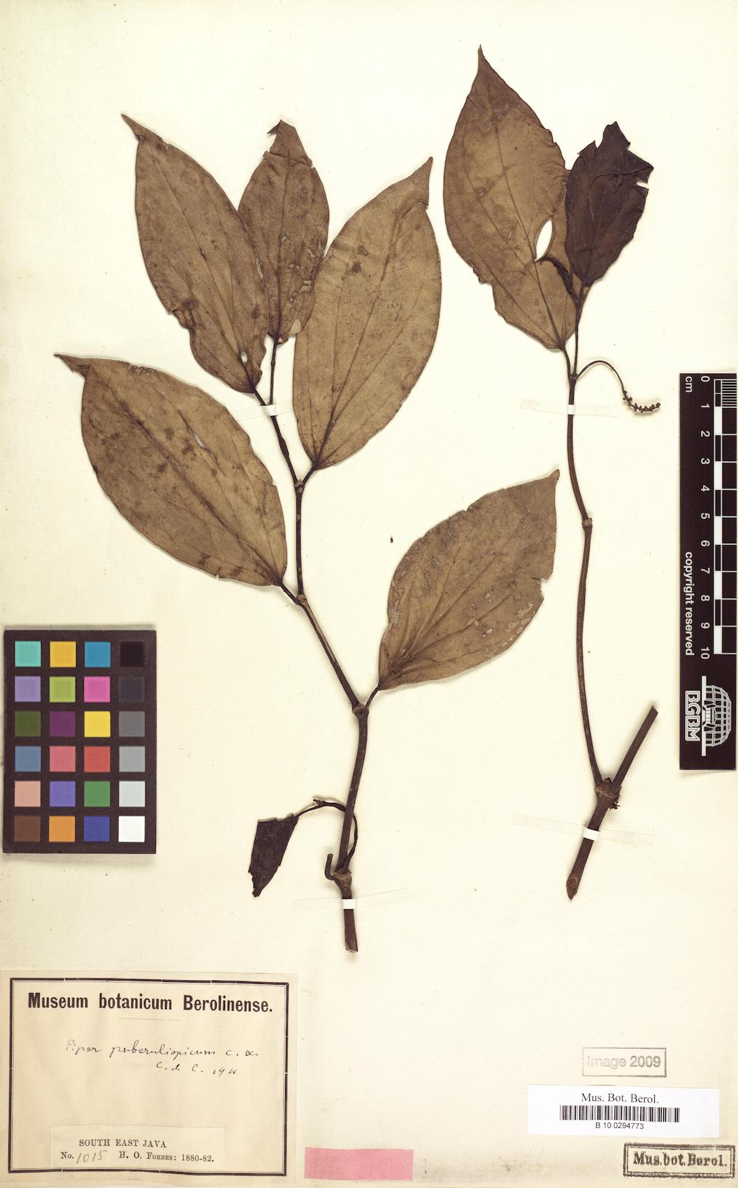 Piper puberulispicum