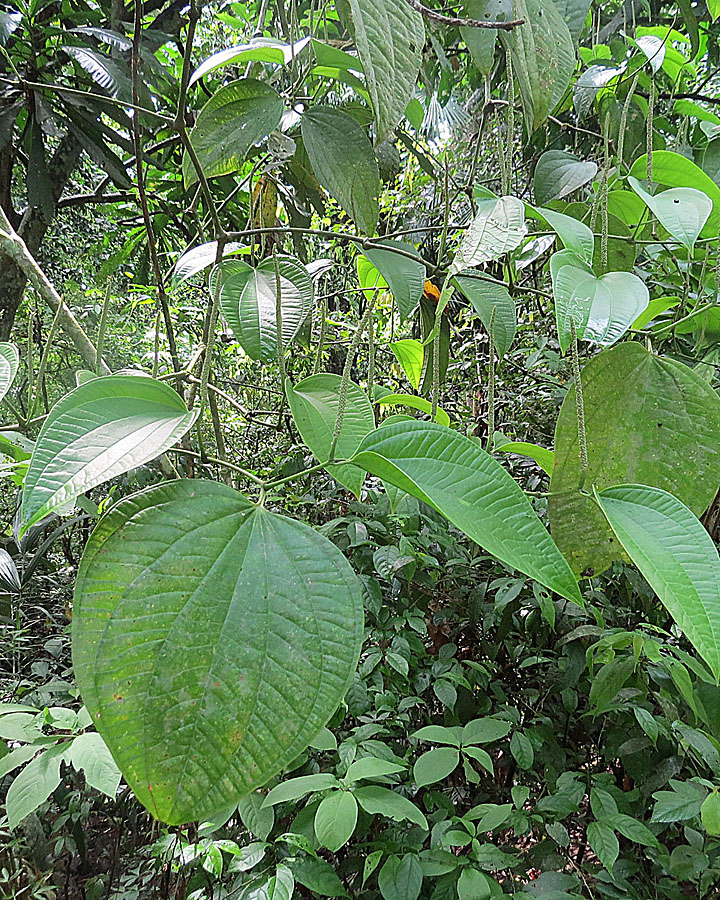 Piper reticulatum