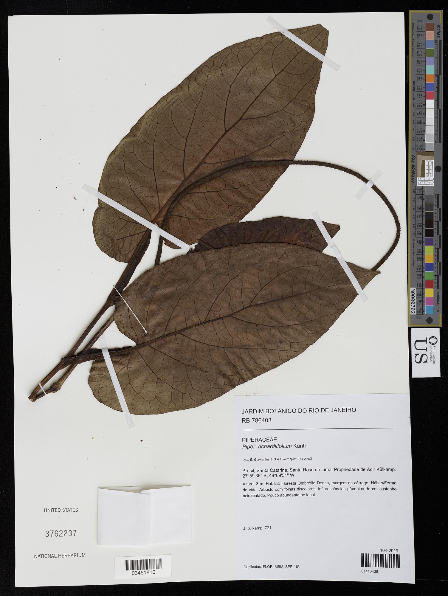 Piper richardiifolium