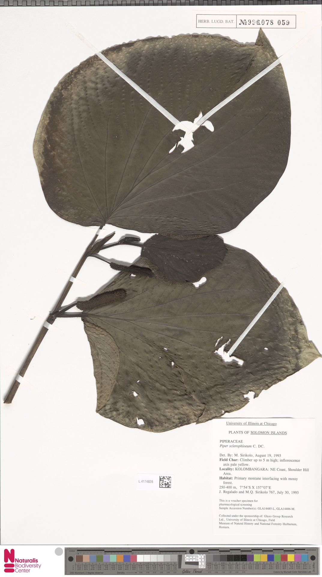 Piper sclerophloeum
