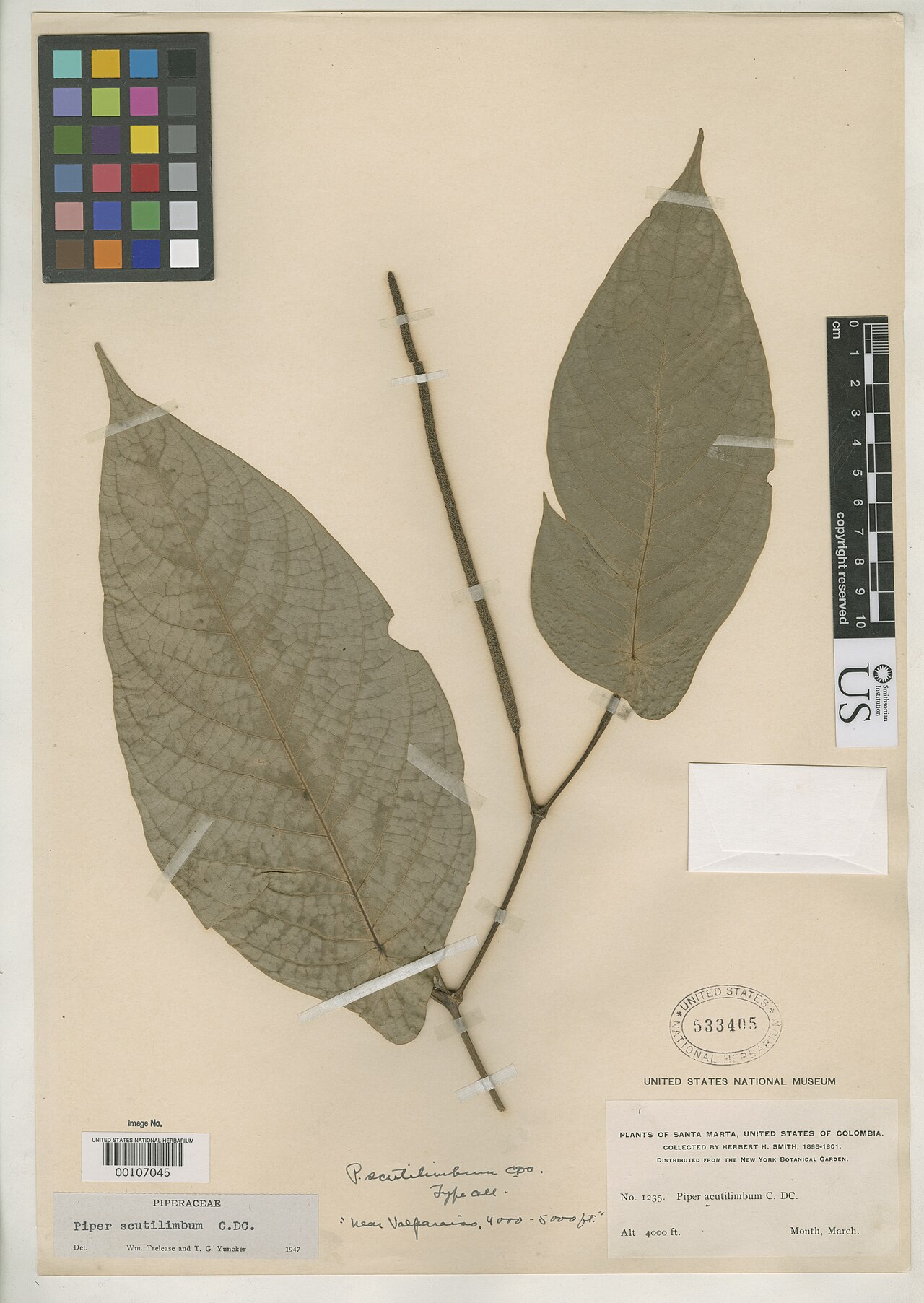 Piper scutilimbum