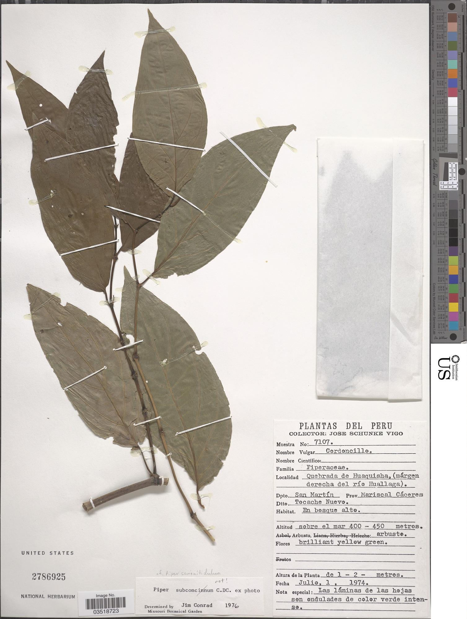 Piper seminitidulum