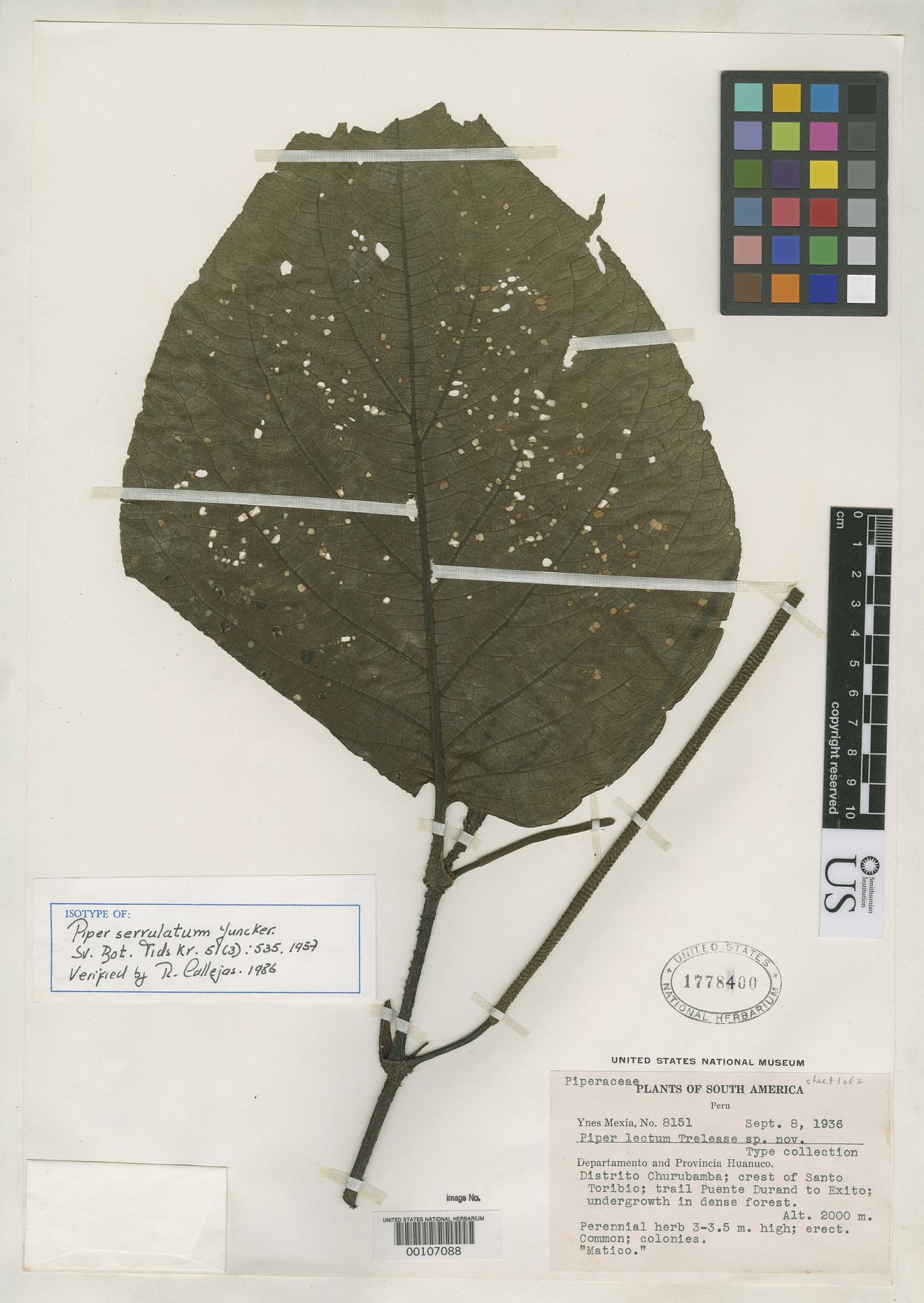 Piper serrulatum