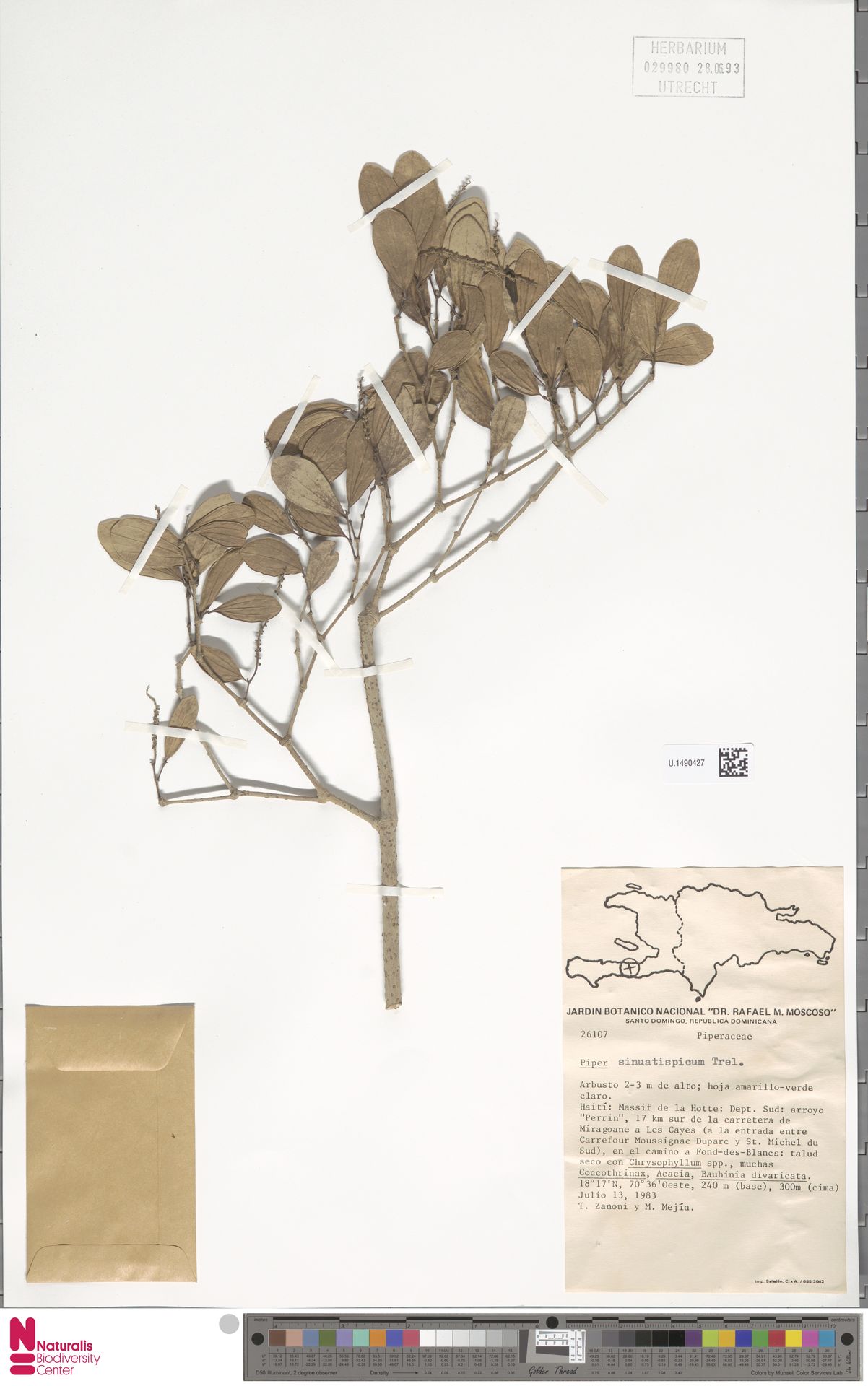 Piper sinuatispicum