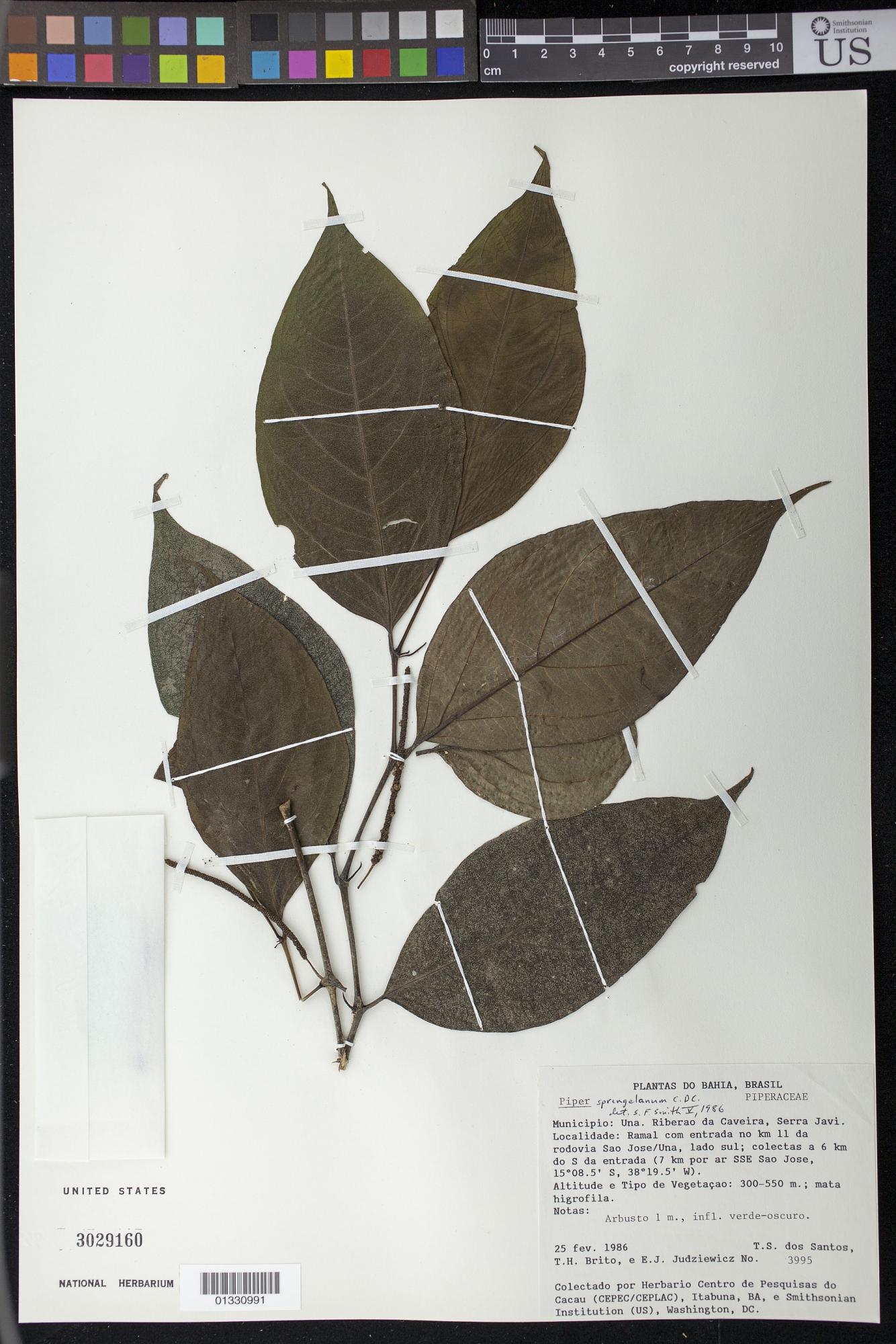 Piper sprengelianum
