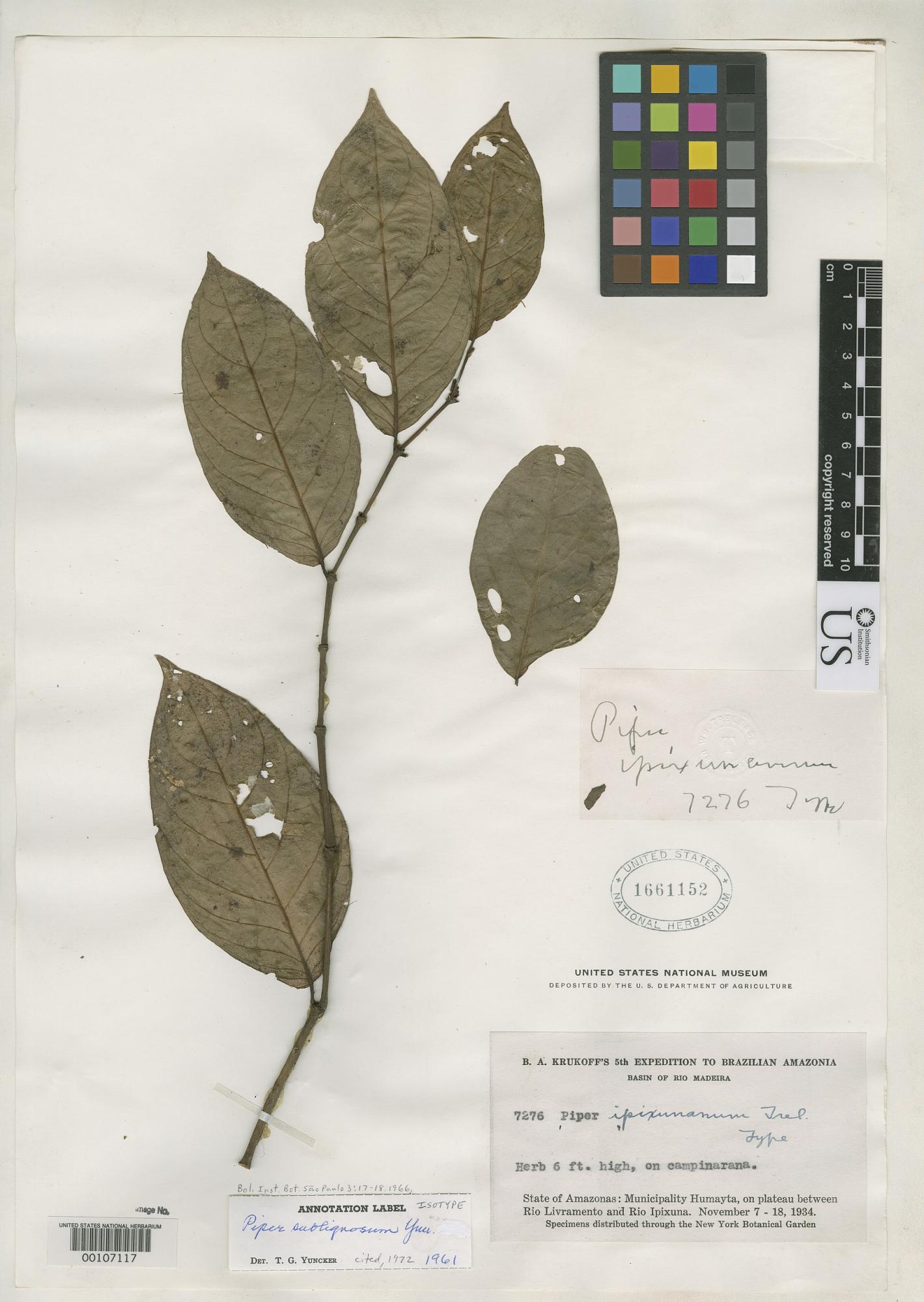 Piper sublignosum