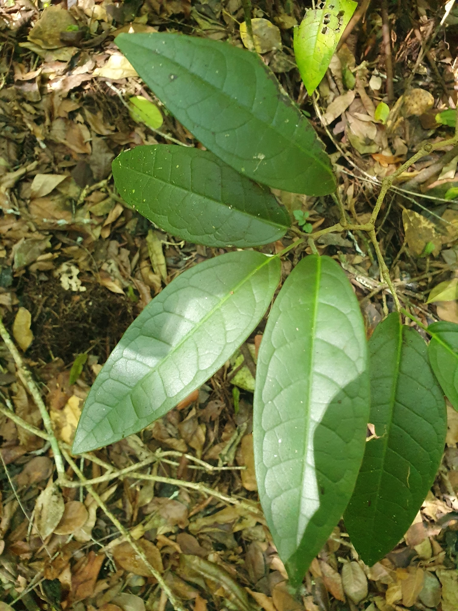 Piper swartzianum