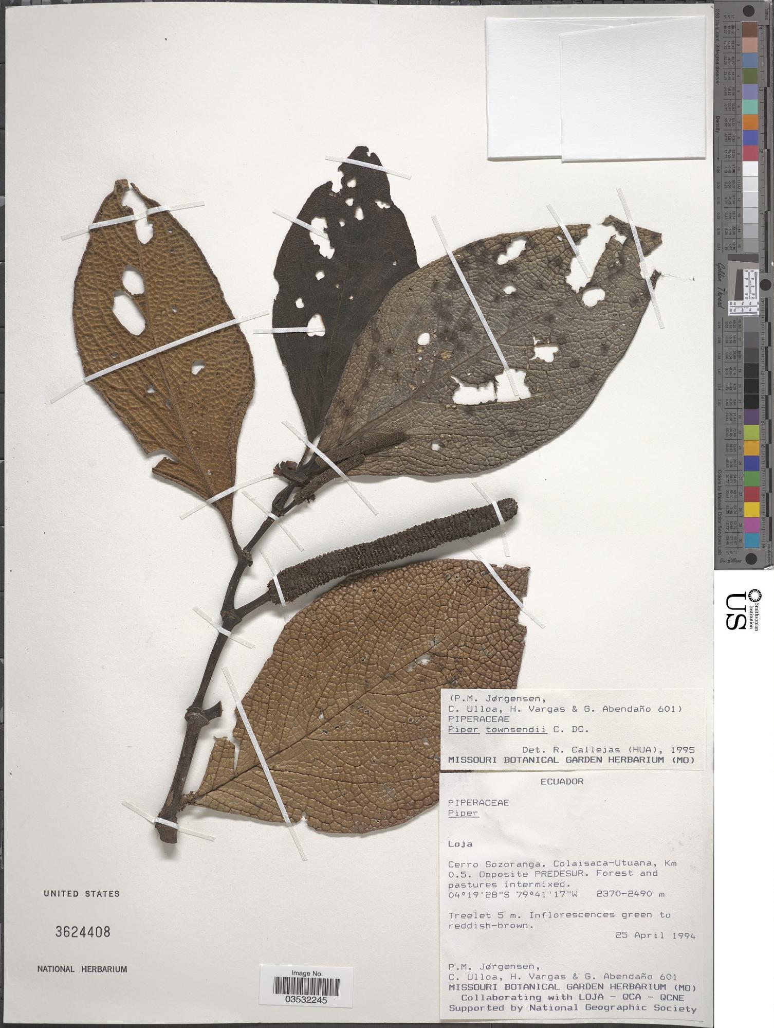 Piper townsendii