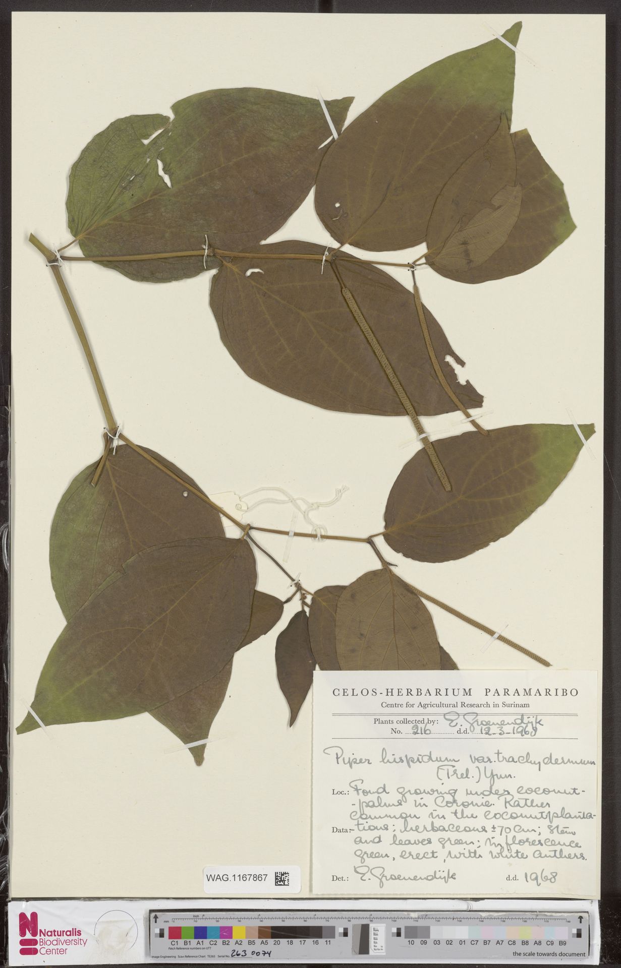 Piper trachydermum